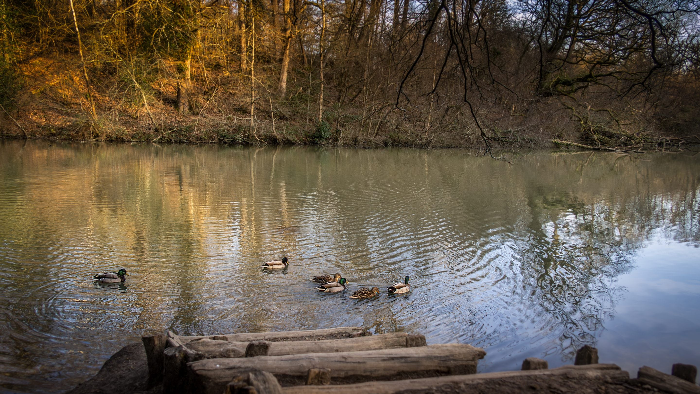 The lake in the woods at Nymans surrounding Woodlands Cottage, Sussex