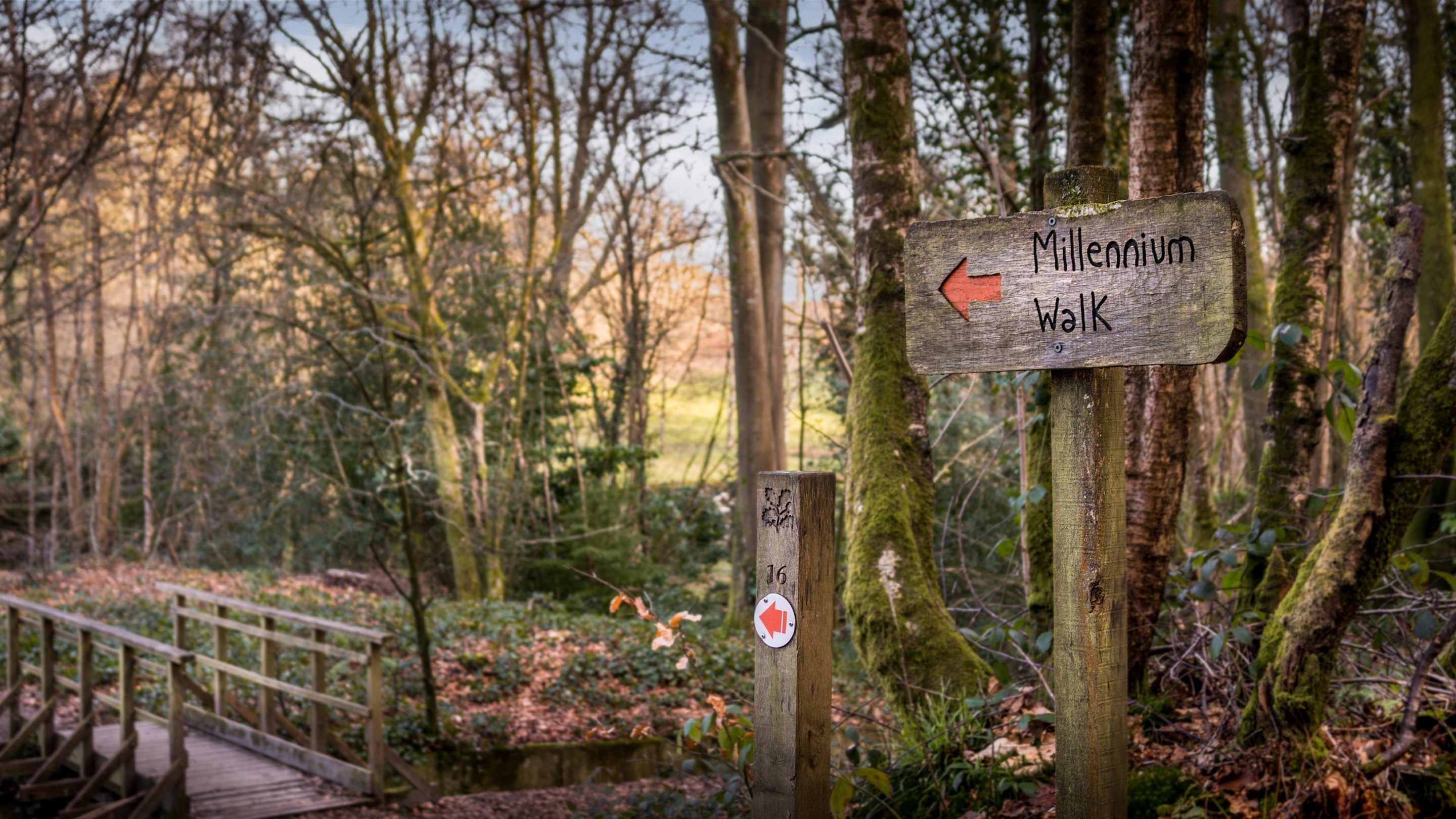 A trail in the woods at Nymans surrounding Woodlands Cottage, Sussex