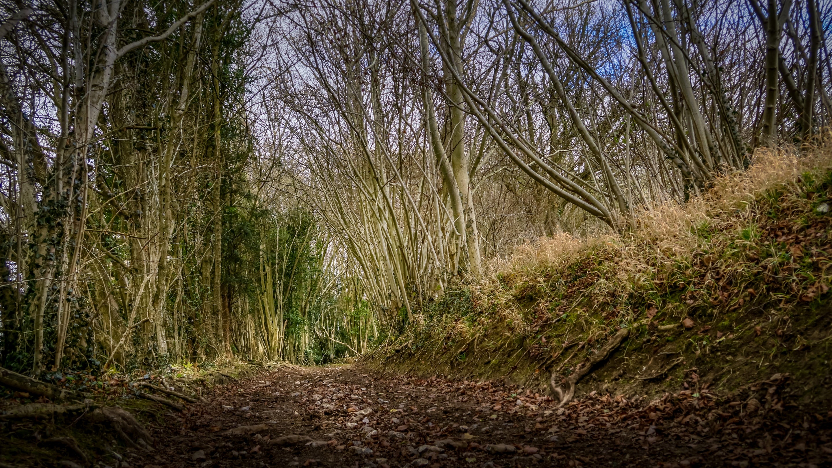 The area surrounding Yew Tree Barn, Surrey
