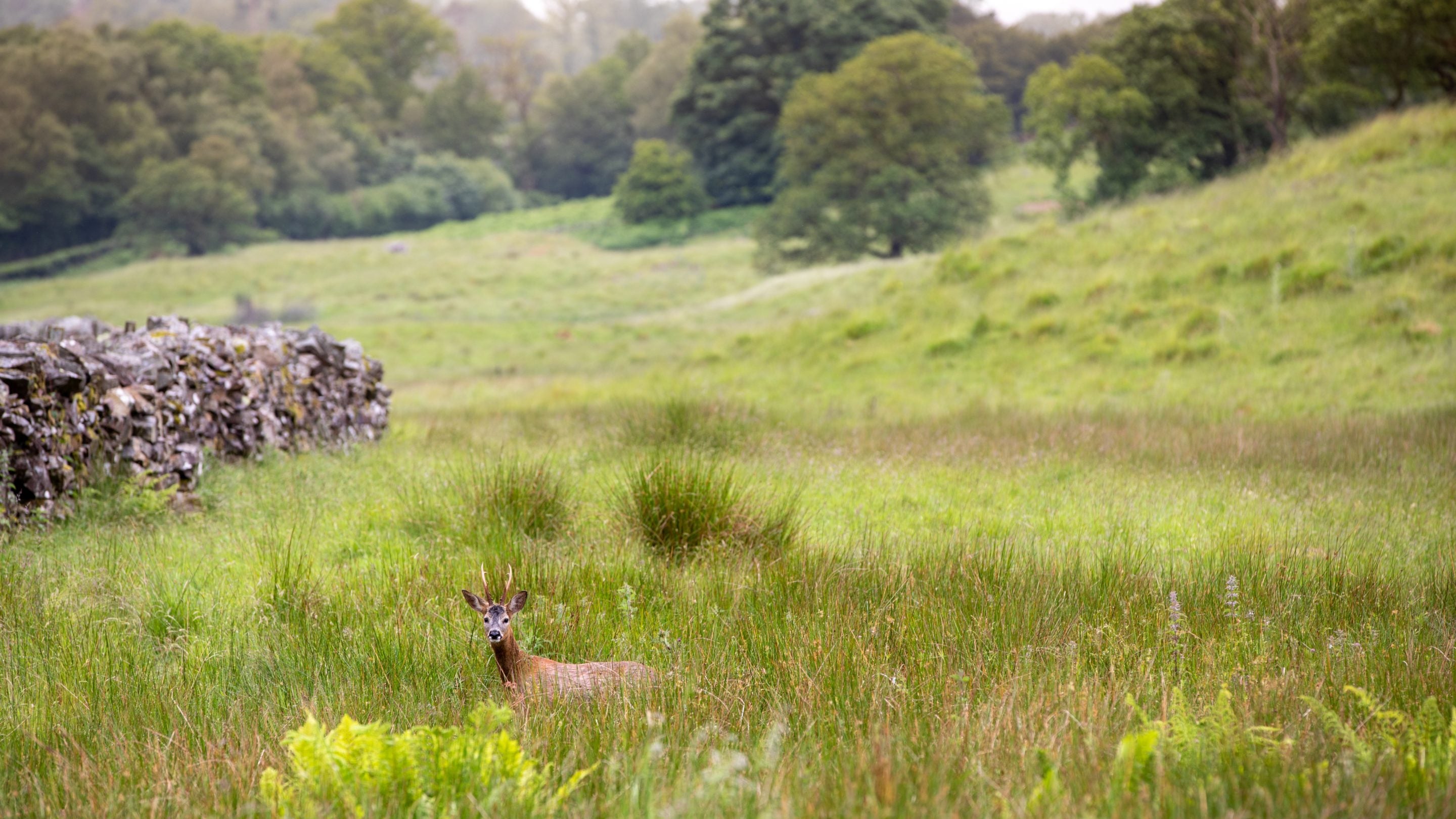 A deer spotted by Great Langdale Campsite, Cumbria