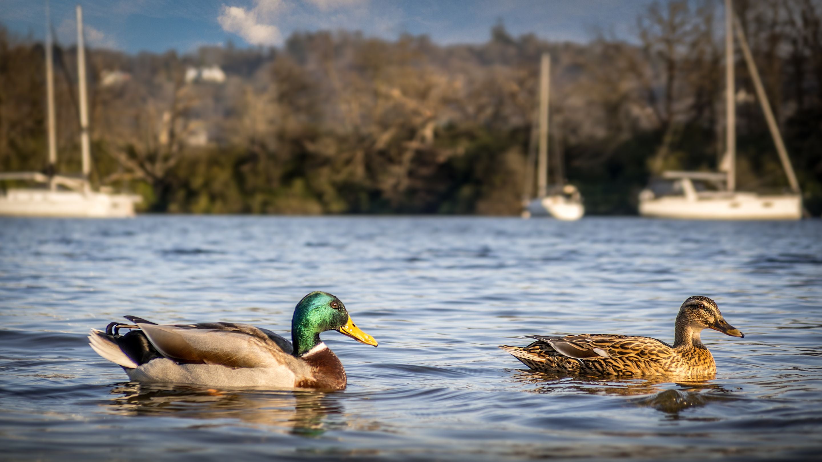 Ducks on Windermere by Low Strawberry Gardens, Cumbria