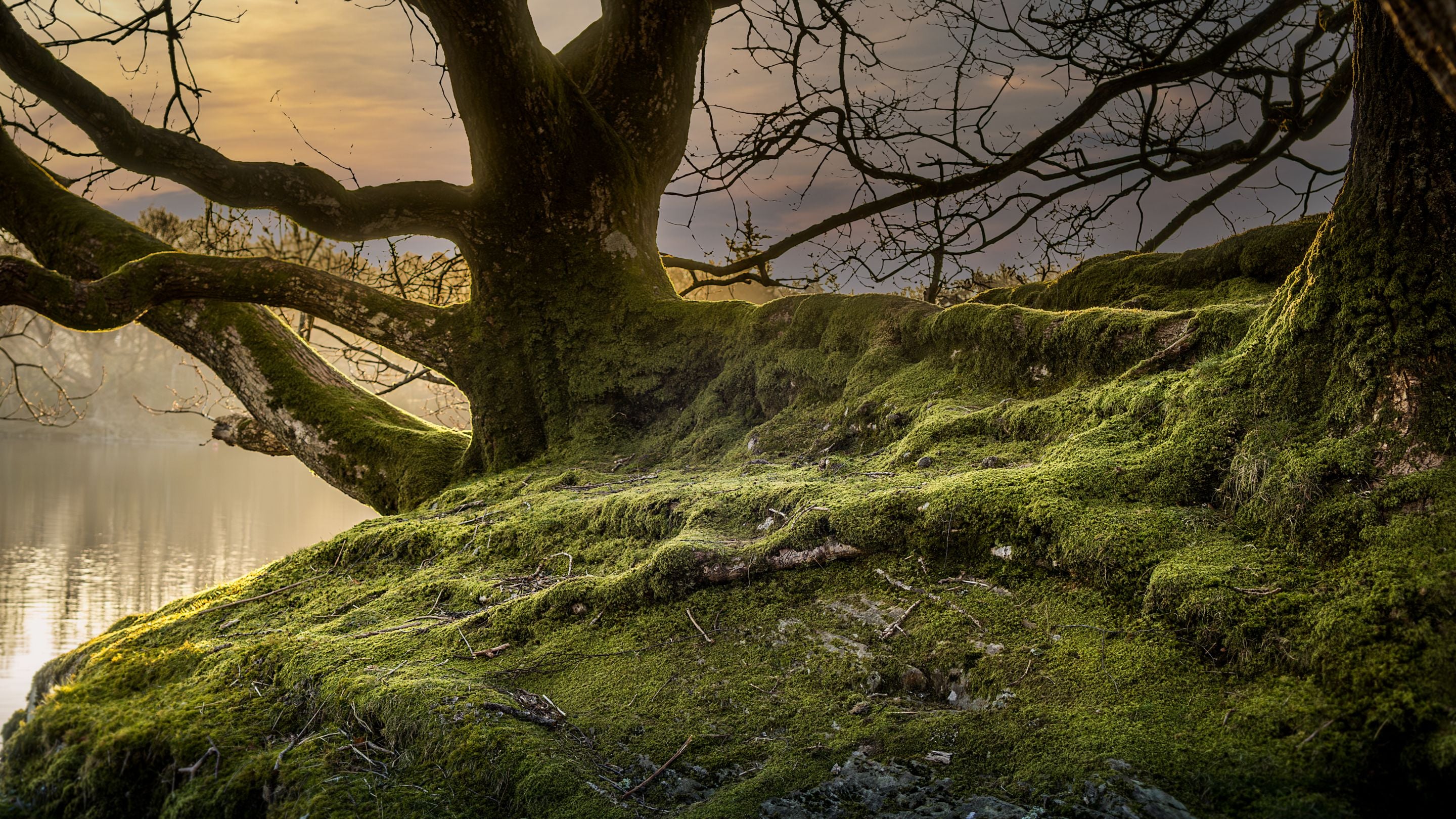 The Windermere lakeshore by Low Strawberry Gardens, Cumbria