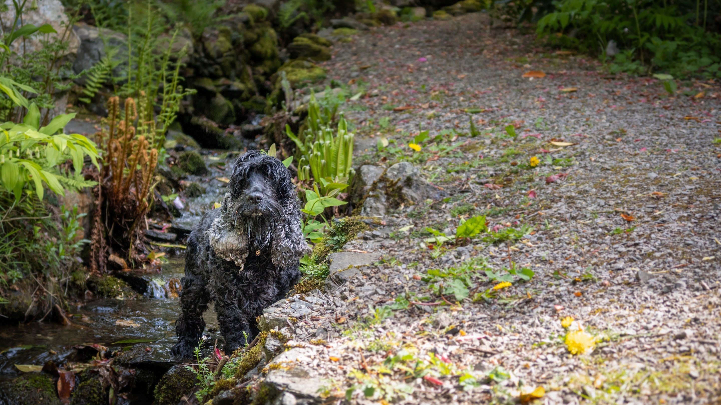 A dog in one of the small streams in the garden of Millbeck Towers. The stream once fed the old mill race that turned the mill wheel, Cumbria