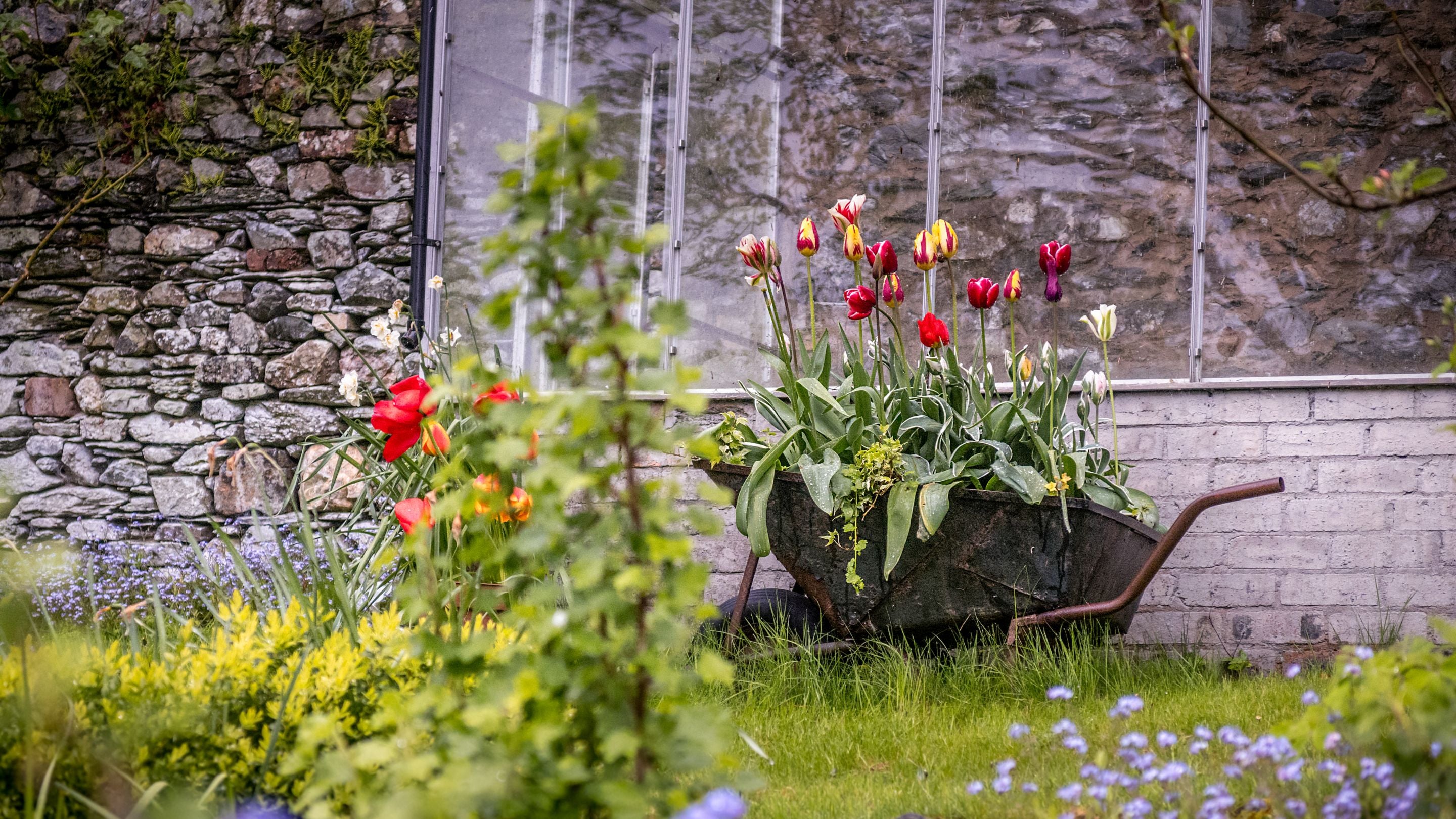 Spring flowers in a wheelbarrow planter in the rear garden at Millbeck Towers, Cumbria