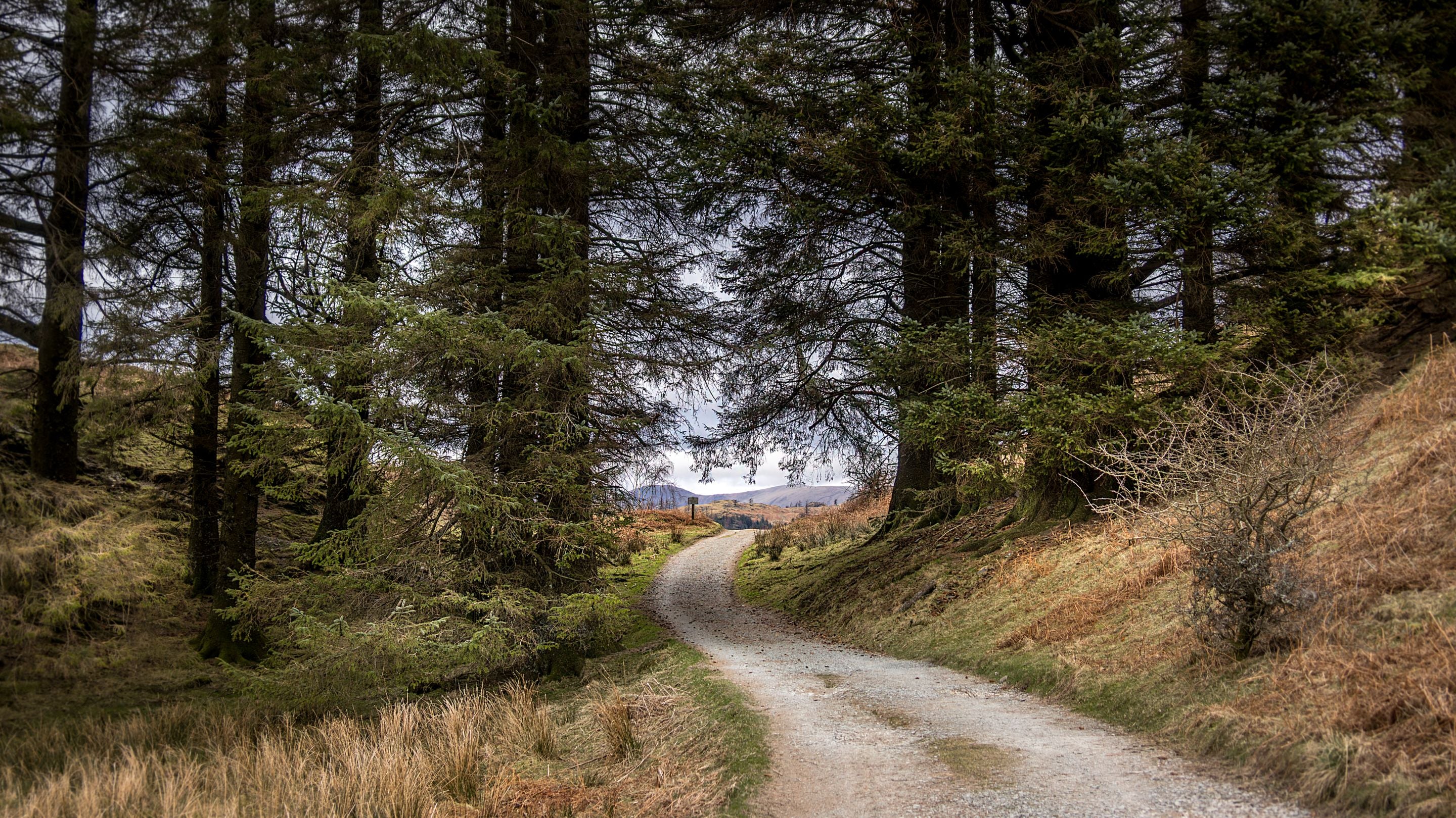 Trees in the area surrounding Rose Castle Cottage, Cumbria