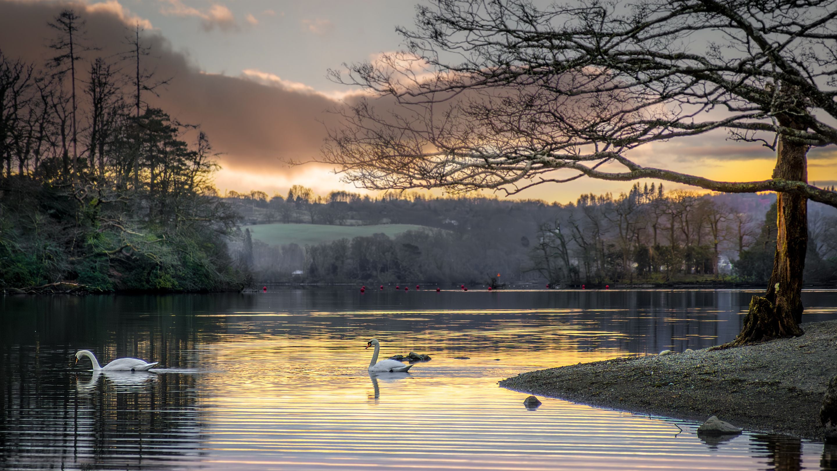Swans swimming on Lake Windermere, Cumbria