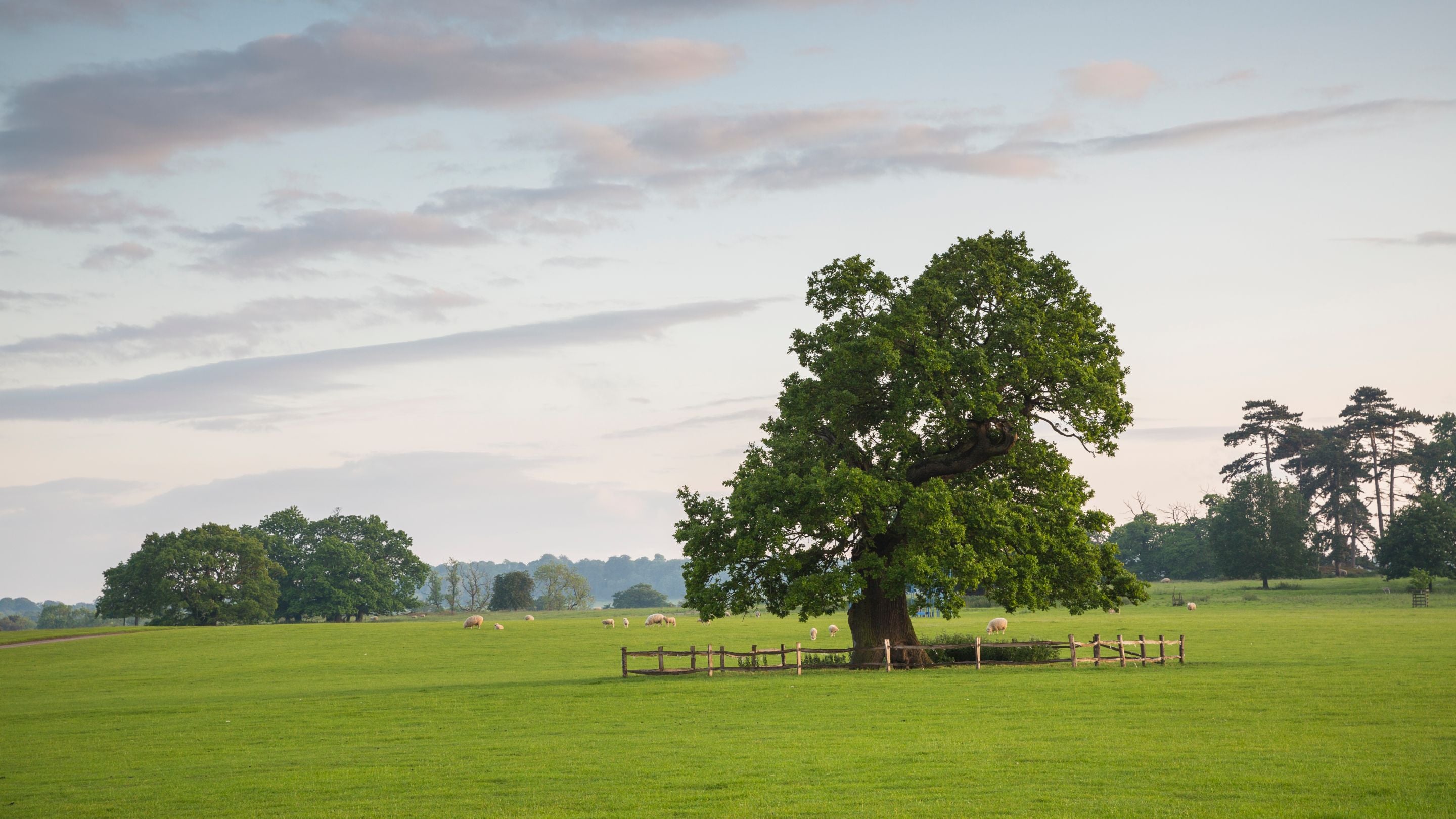 The parkland in June at Calke Abbey, Derbyshire