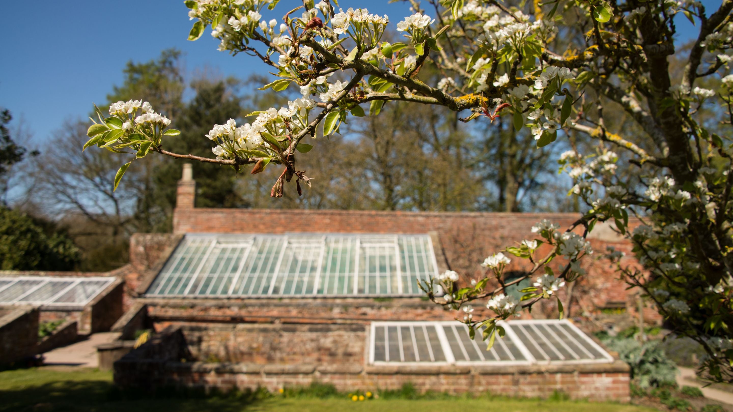 Pear tree blossom in the Physic Garden at Calke Abbey, Derbyshire