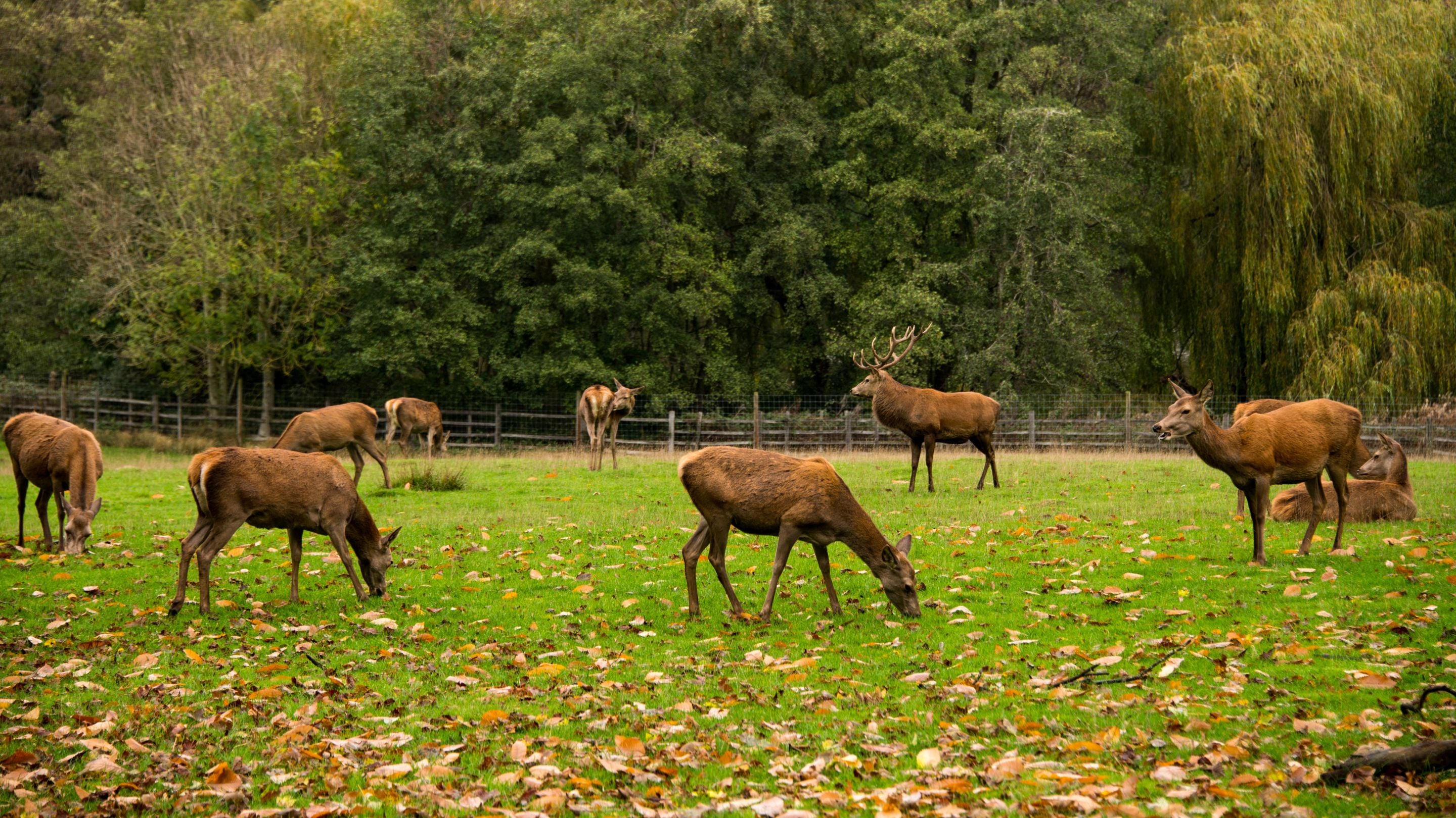 Red deer stag surrounded by circles of does at Calke Abbey, Derbyshire