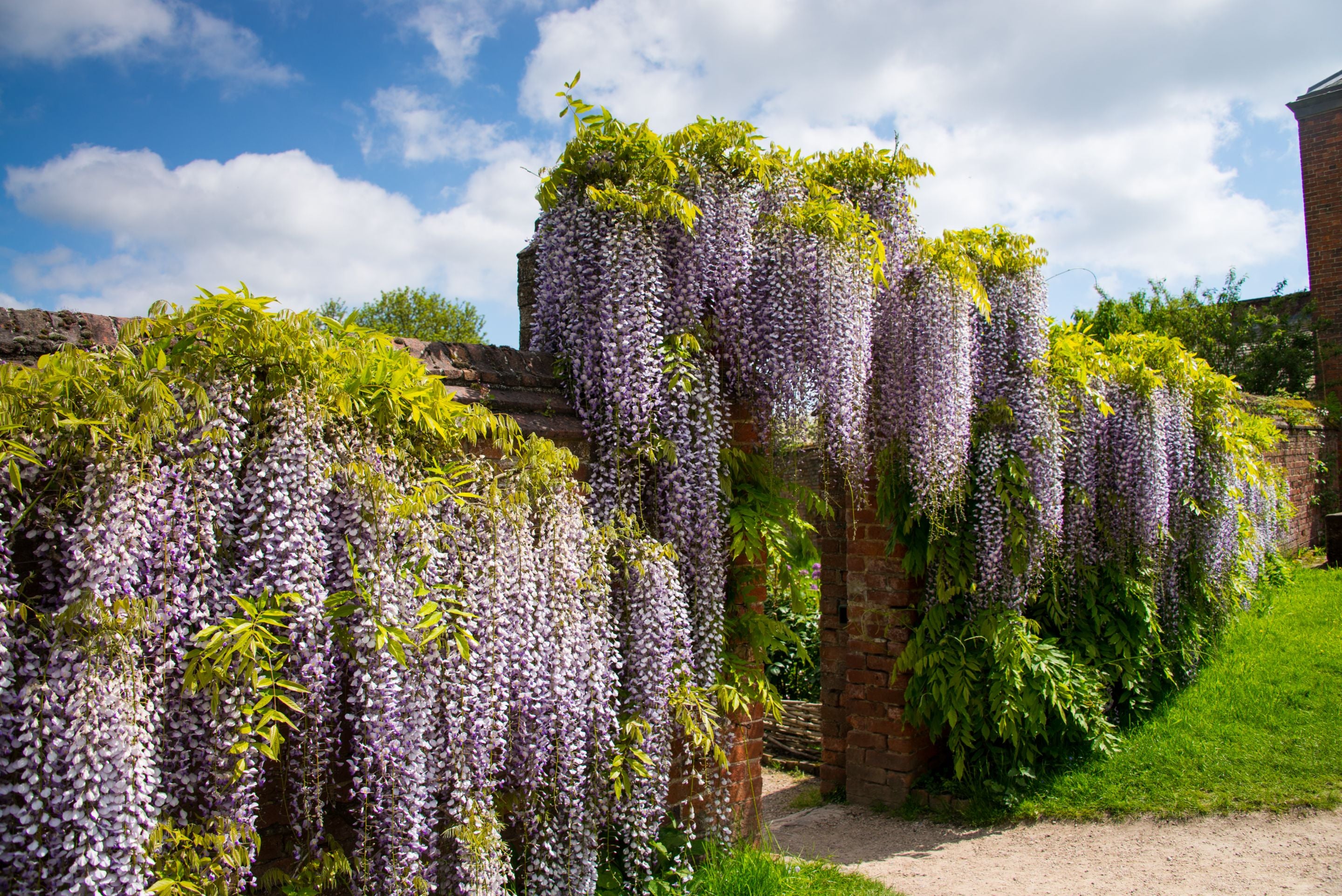Wisteria blooms dangle over archway to garden at Calke Abbey, Derbyshire
