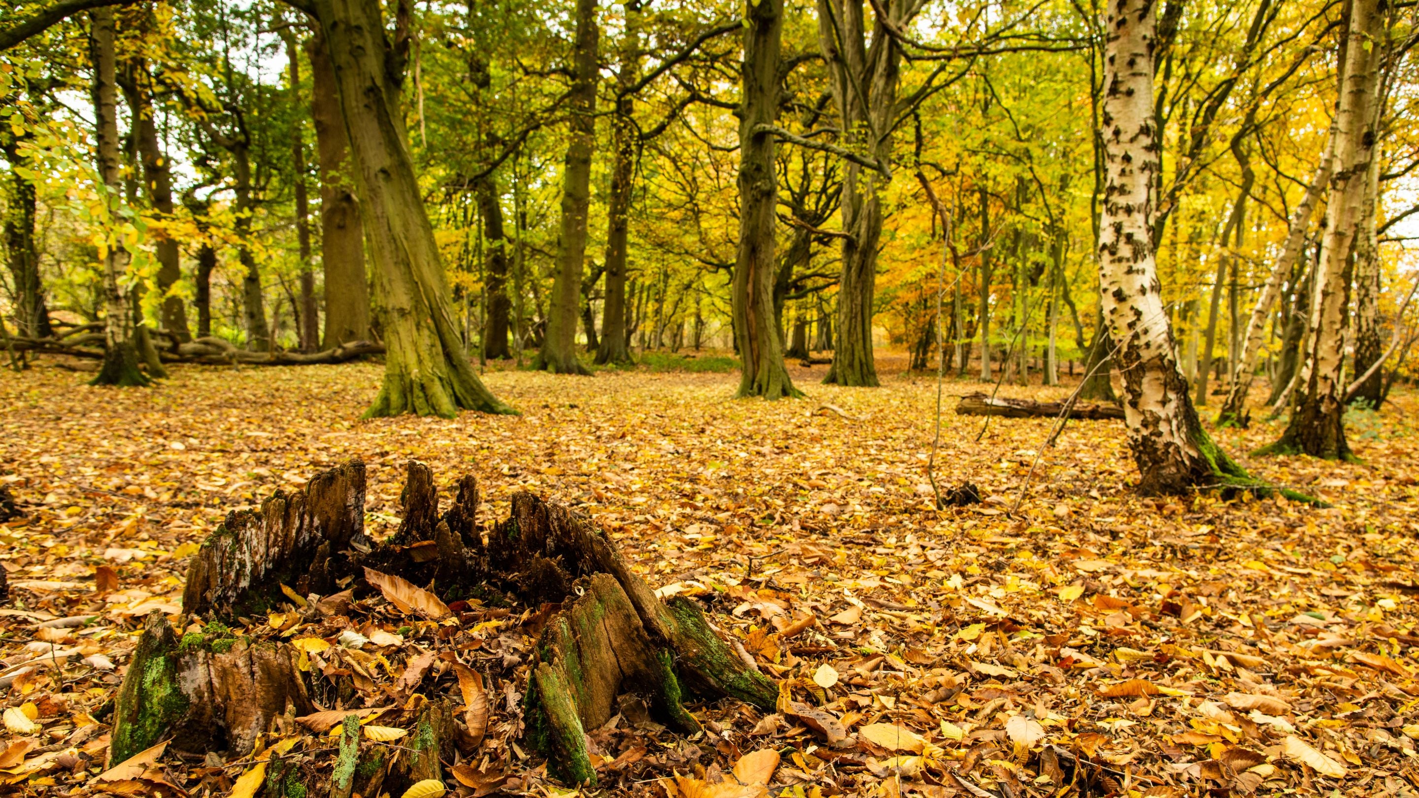 The autumn woodland floor at Calke Abbey, Derbyshire