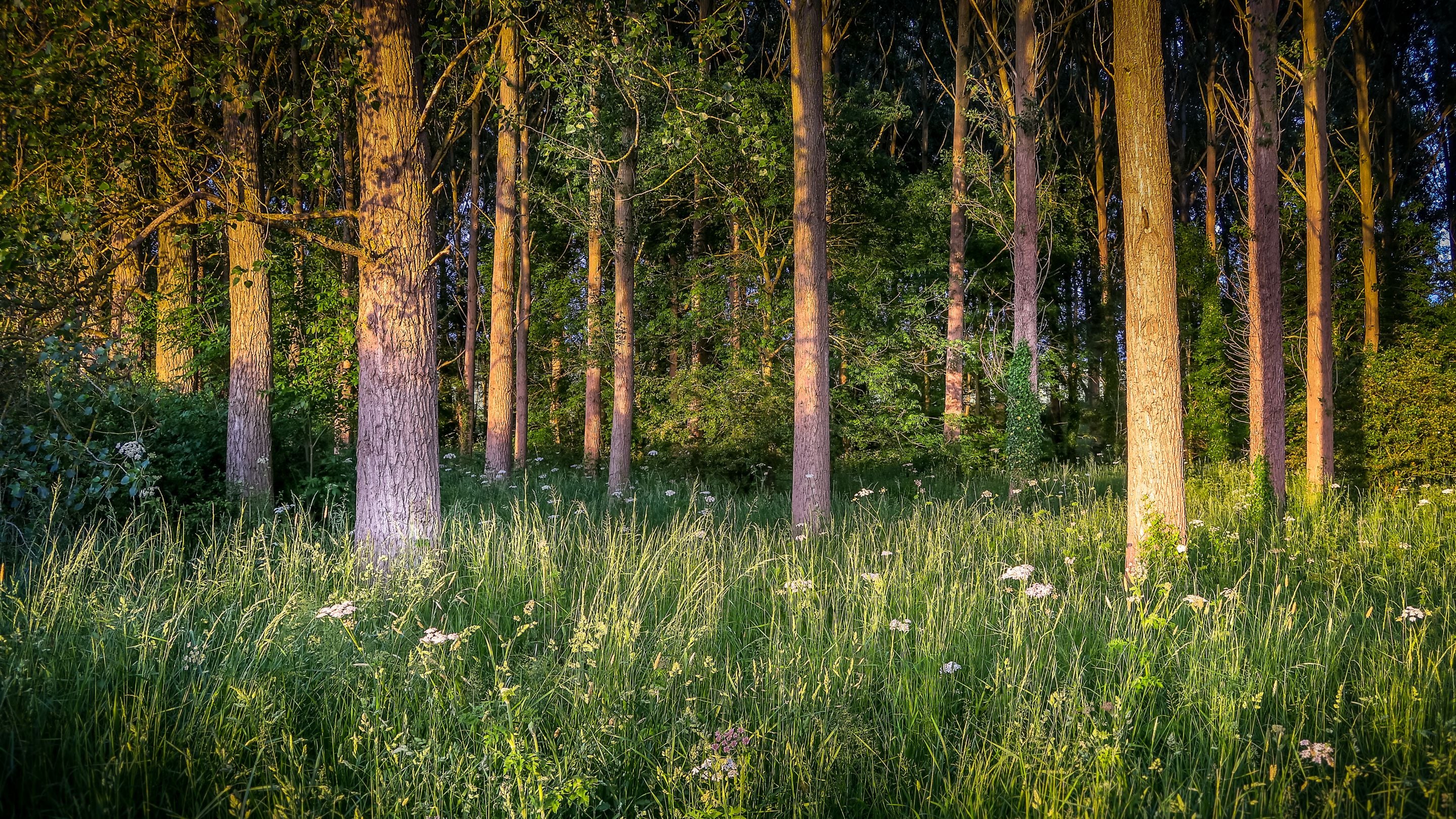 Woodland in the grounds at Lyveden, Northamptonshire