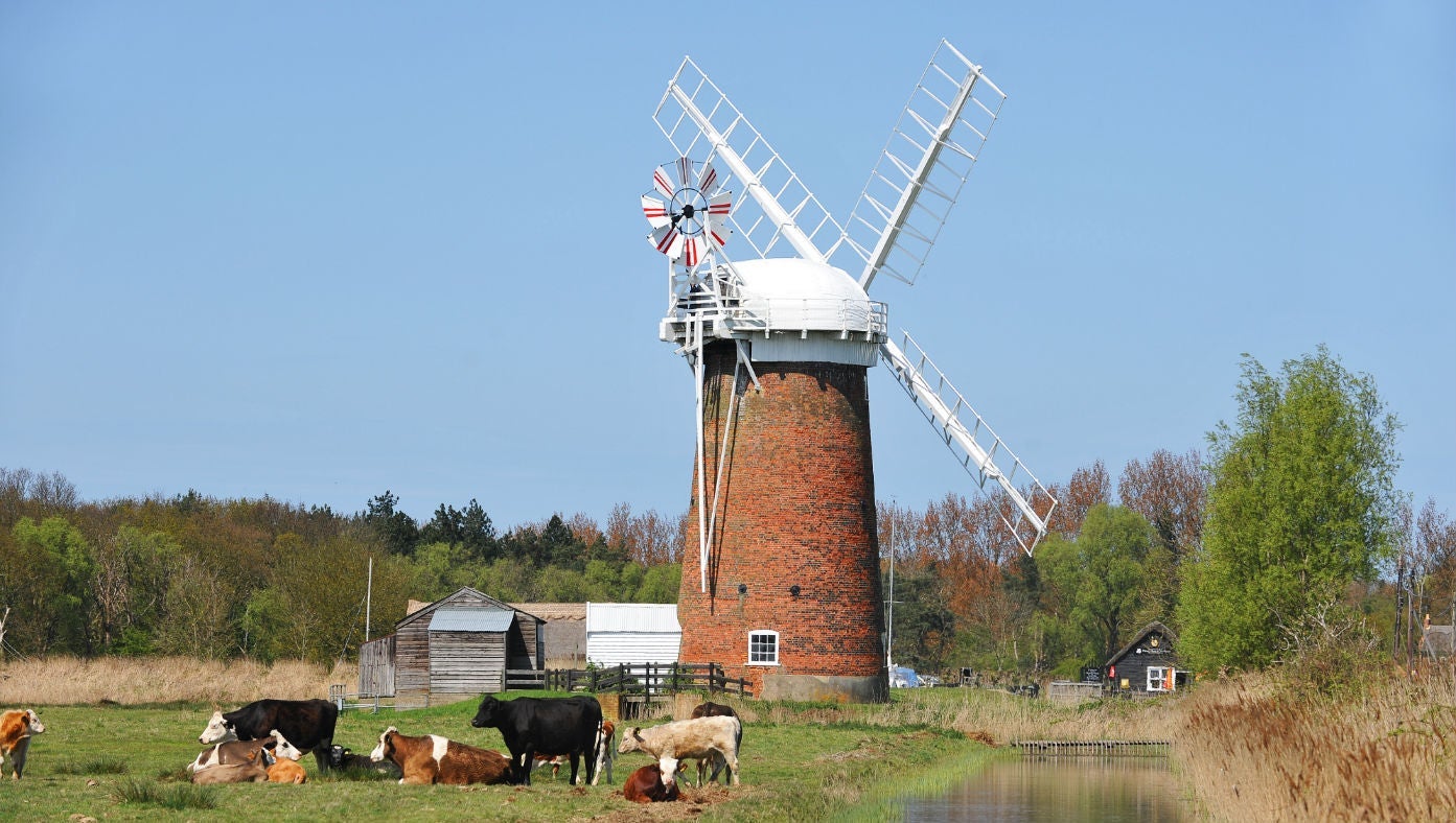 Horsey Windpump and Cows near Horsey Barns, Norfolk