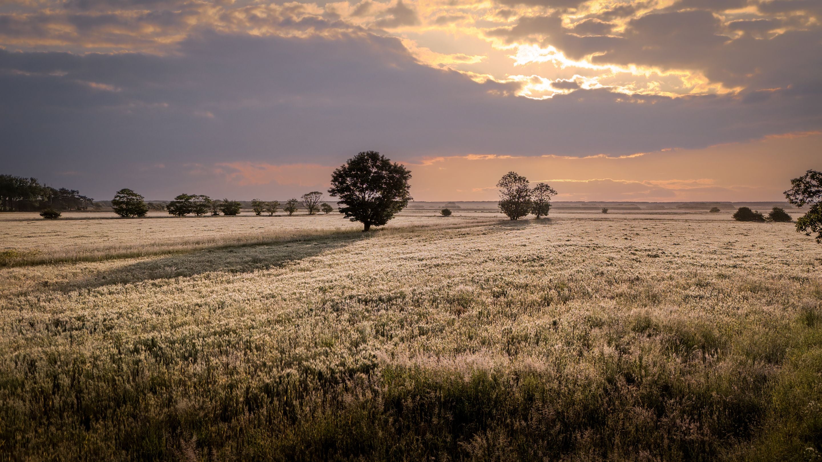 The countryside near 1, 2 and 3 Horsey Barns in the evening, Norfolk
