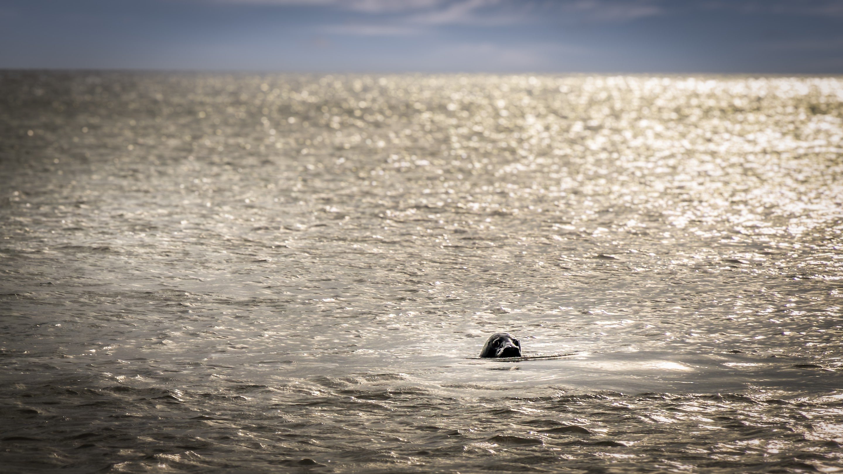 A seal in the sea at Horsey Gap, near 1, 2 and 3 Horsey Barns, Norfolk