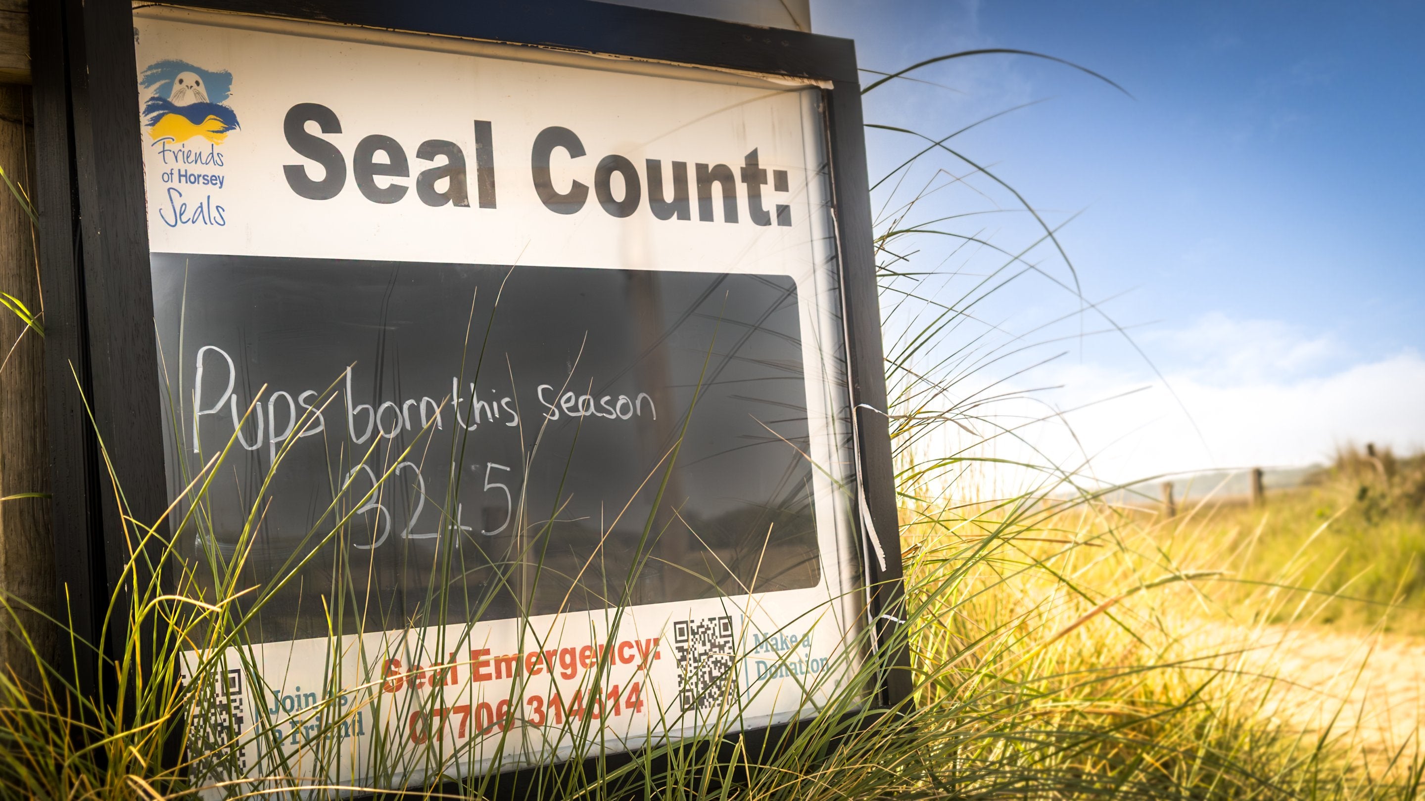 The seal pup count at Horsey Gap, near 1, 2 and 3 Horsey Barns, in June 2025, Norfolk