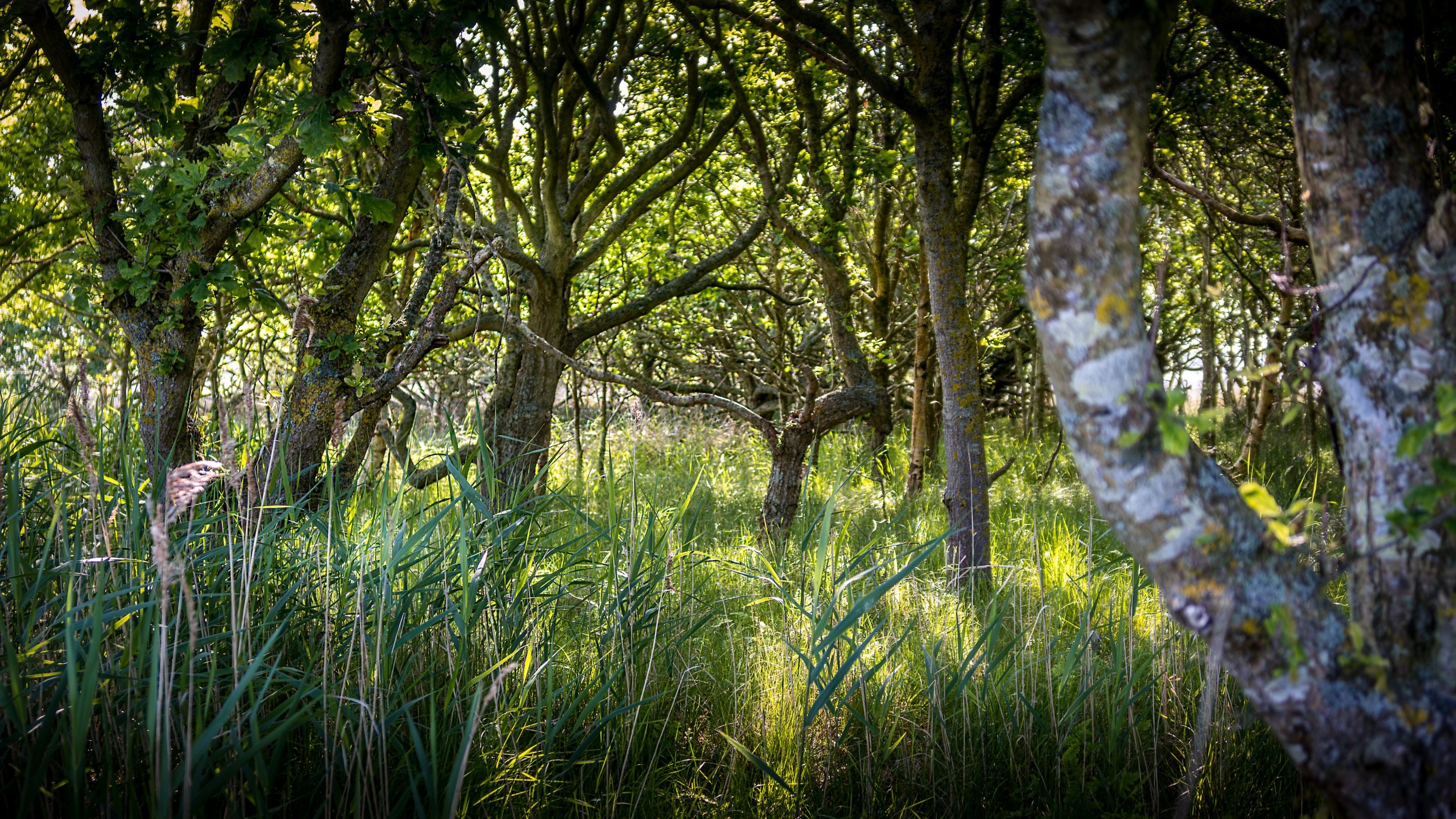 Trees in the area surrounding 1, 2 and 3 Horsey Barns, Norfolk