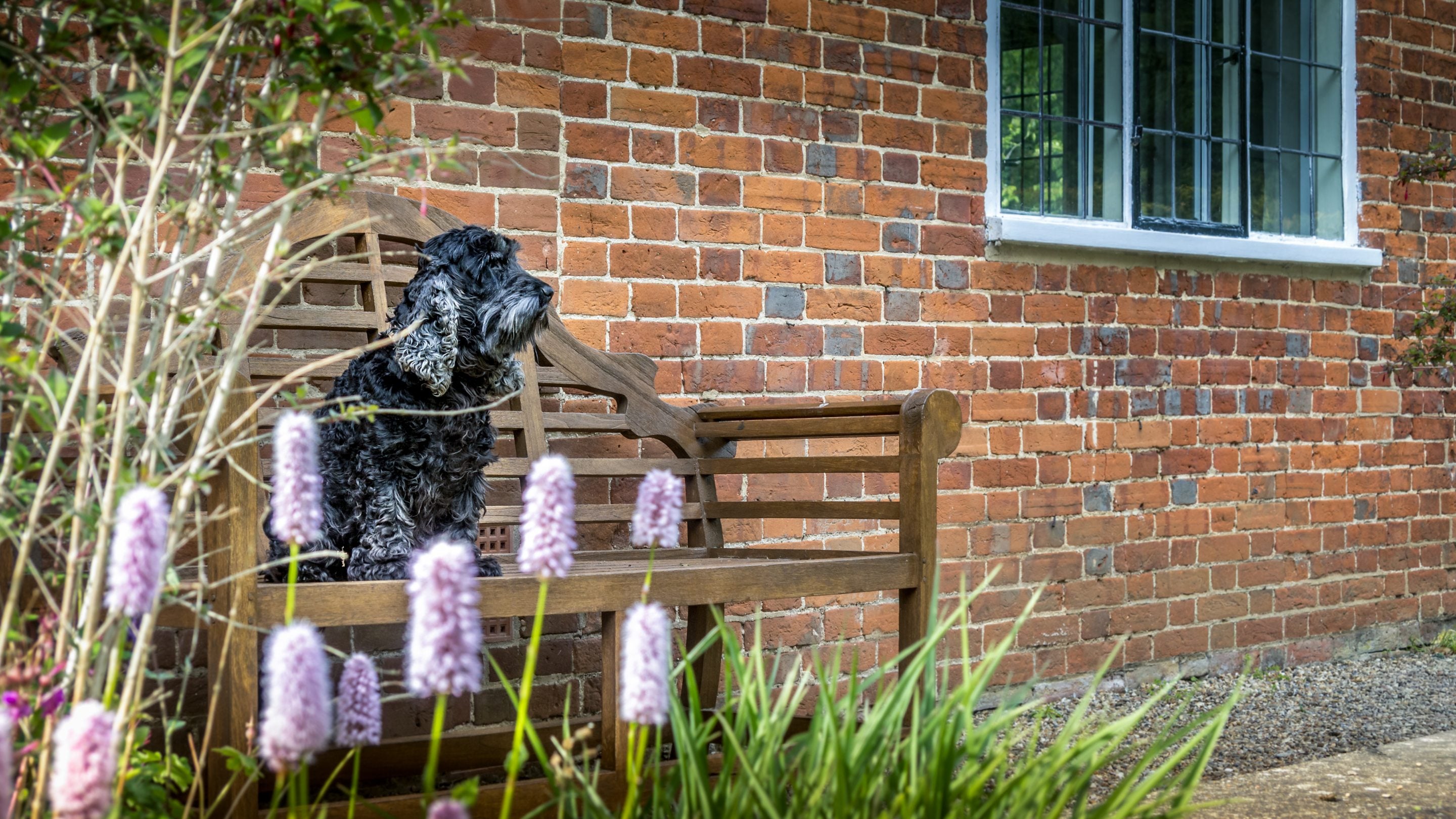 A guest's dog in the garden at 4 Park Gates, Norfolk