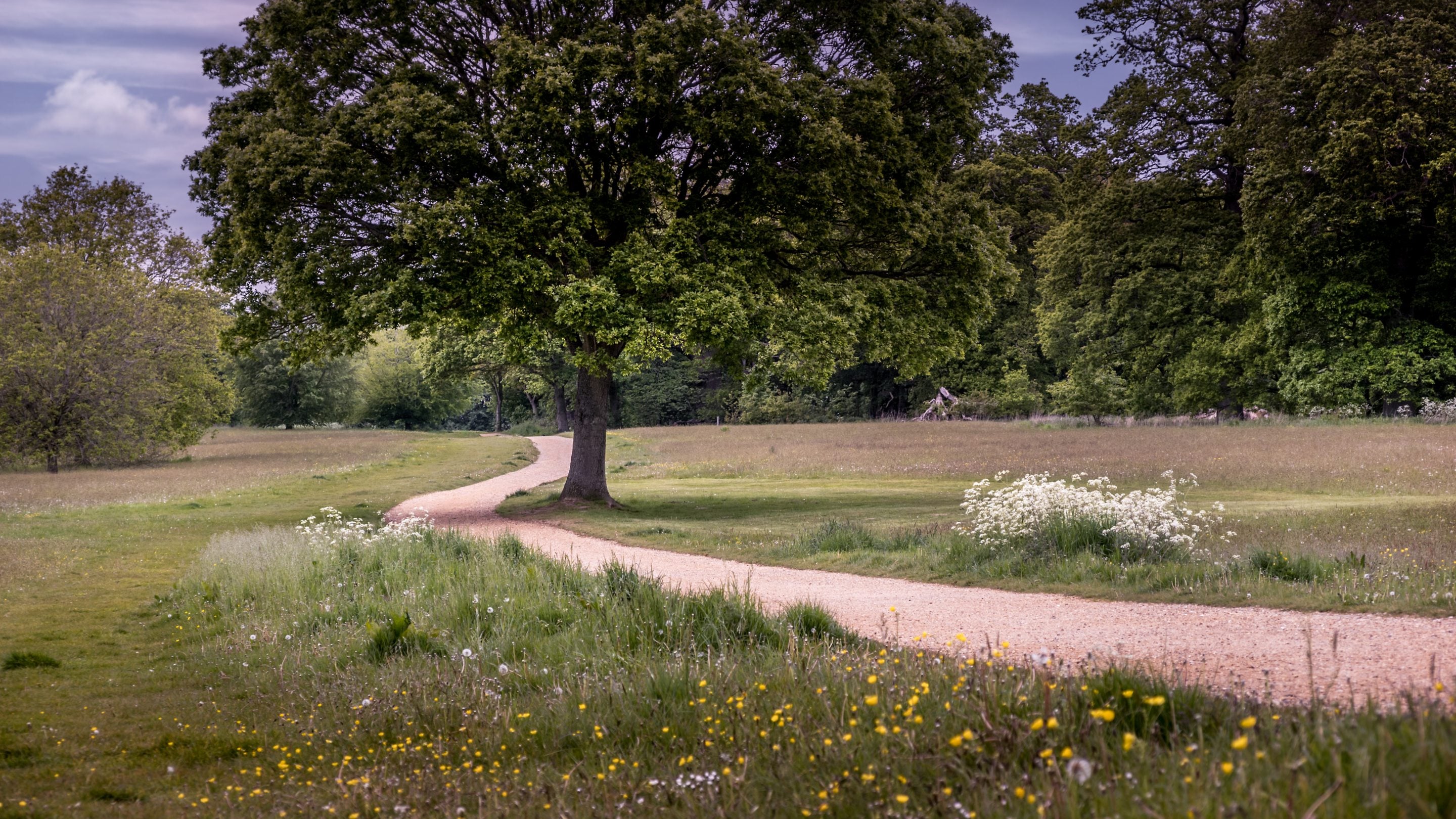 A trail through the parkland on the Blickling Estate, Norfolk