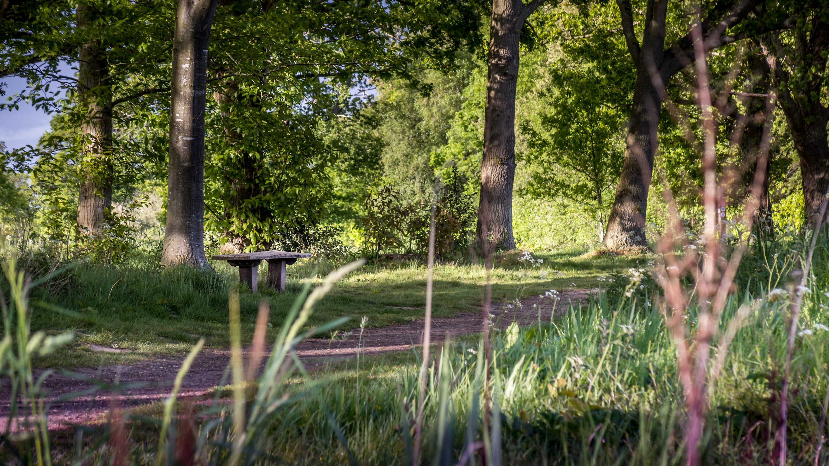 Trails through the parkland on the Blickling Estate, Norfolk