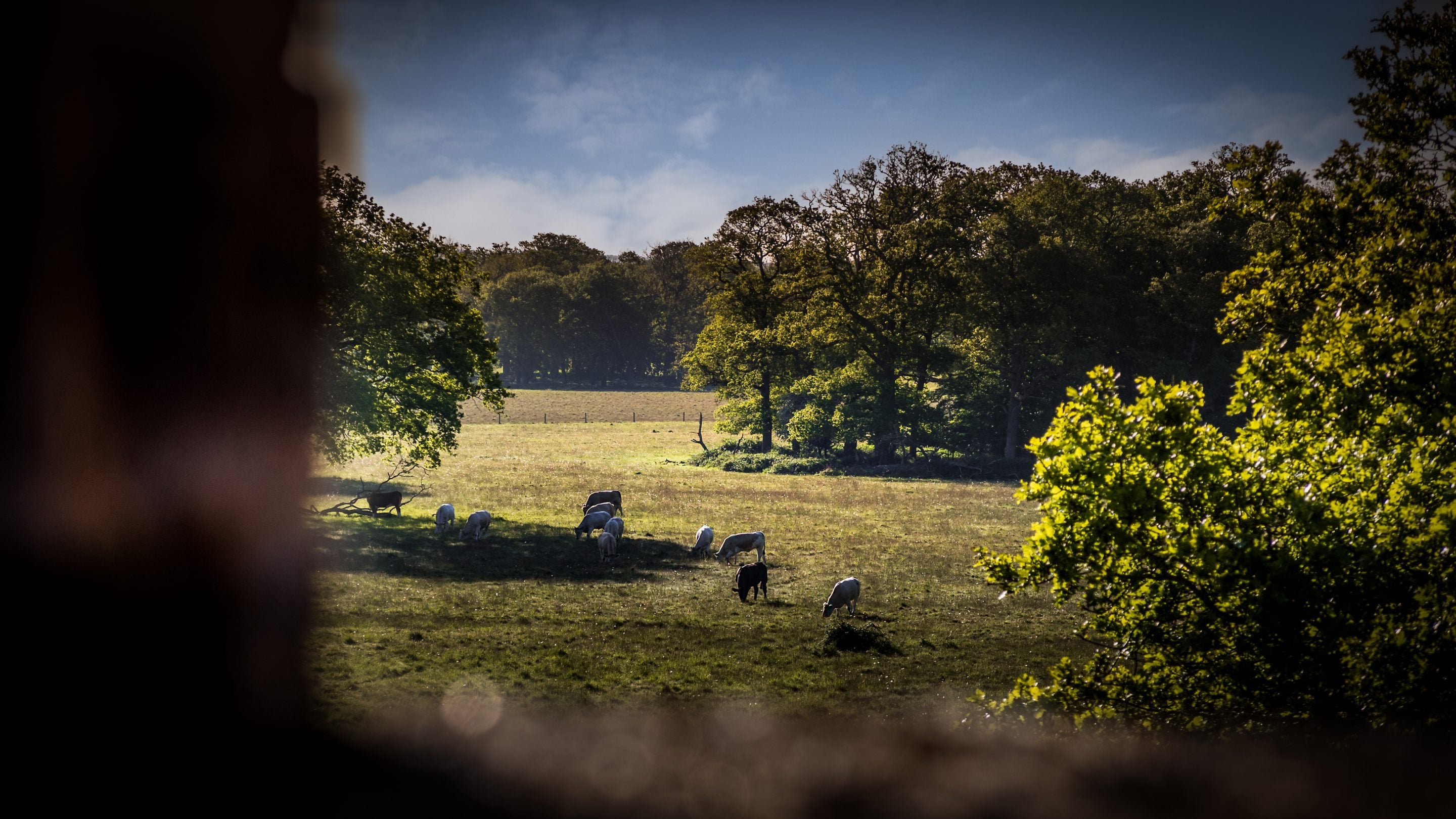 Animals grazing near Blickling Tower, Norfolk