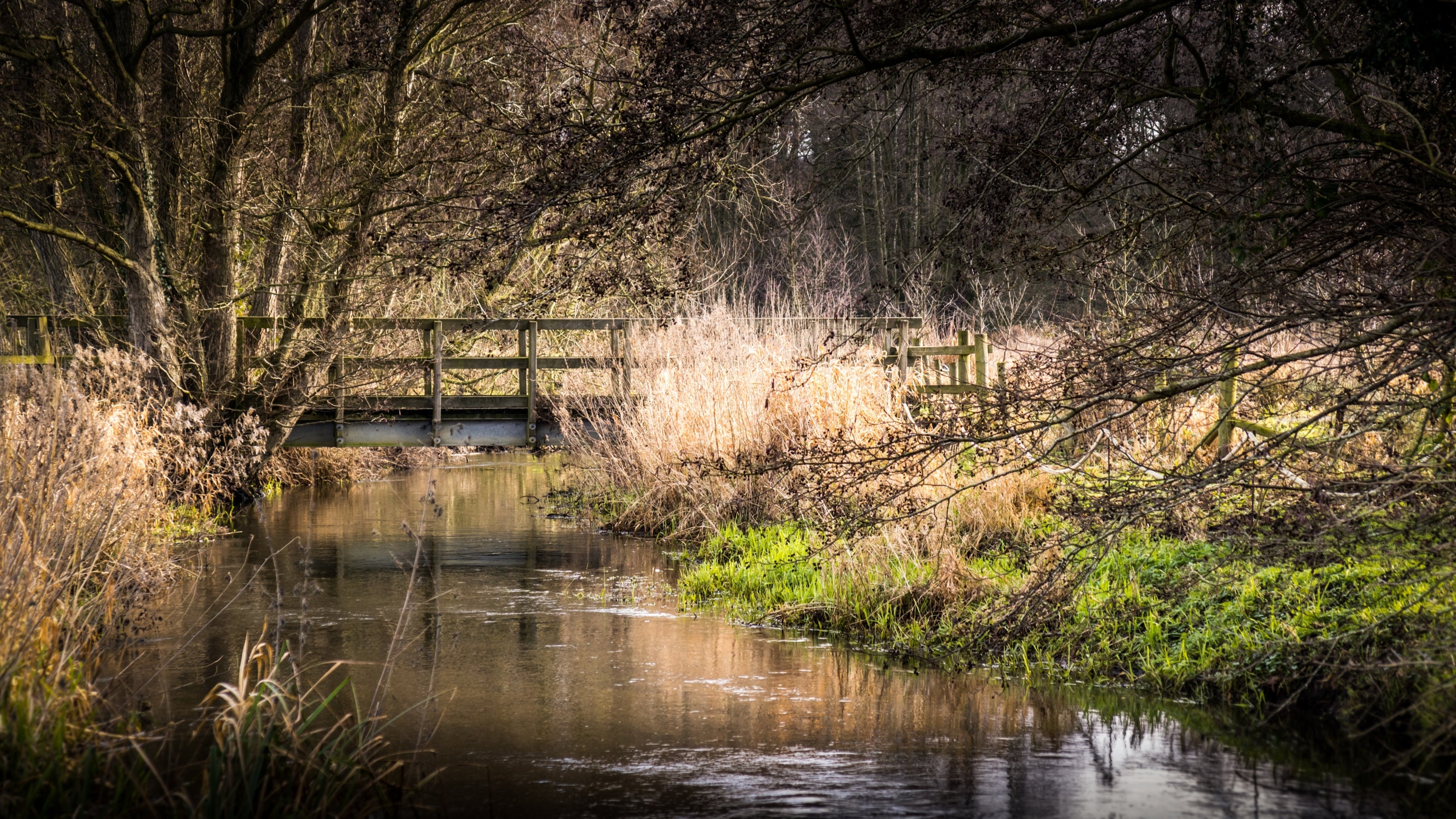 The area surrounding Bureside, Norfolk