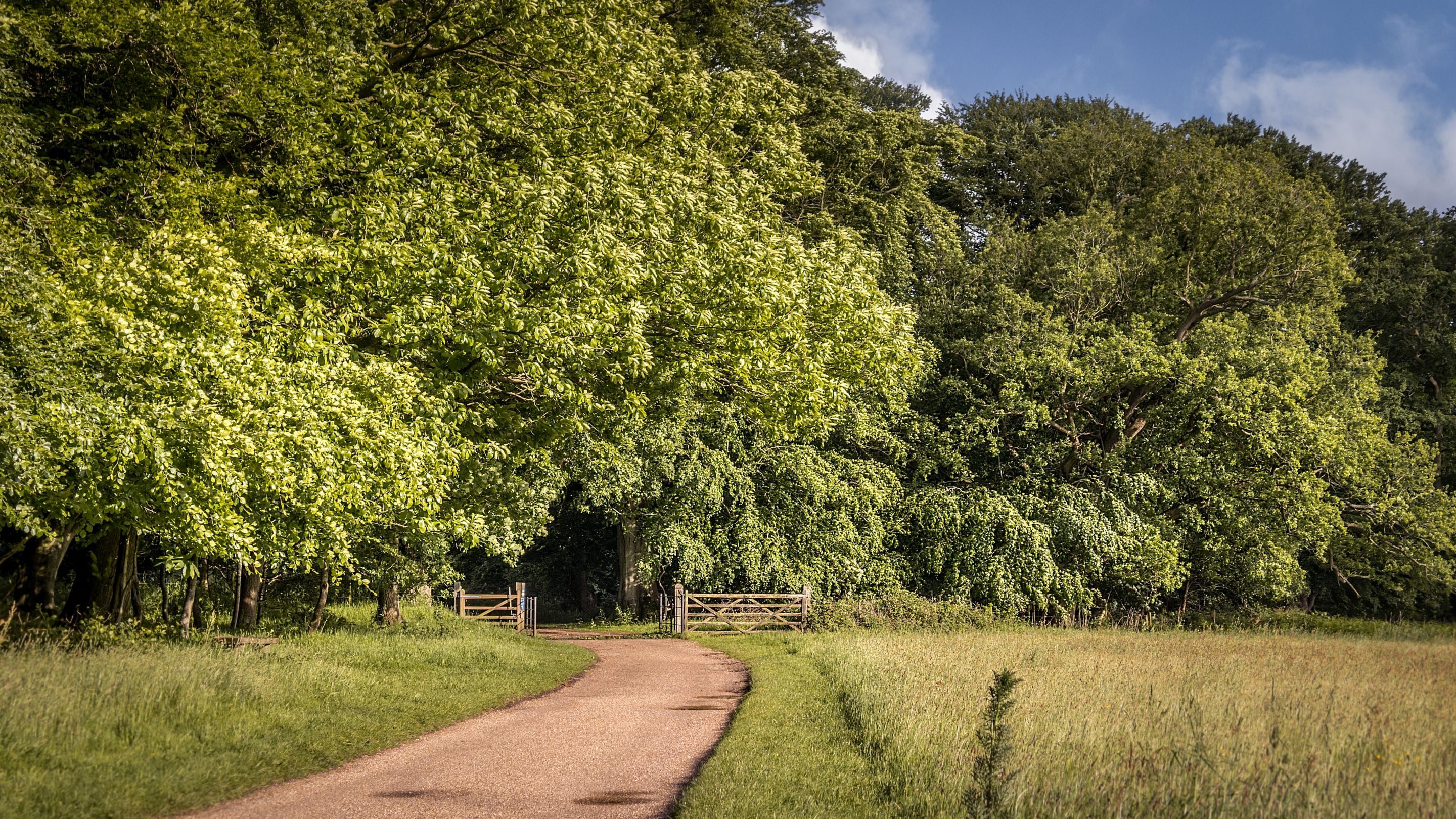 A path on the Felbrigg Estate which goes through grassland into woodland, Norfolk
