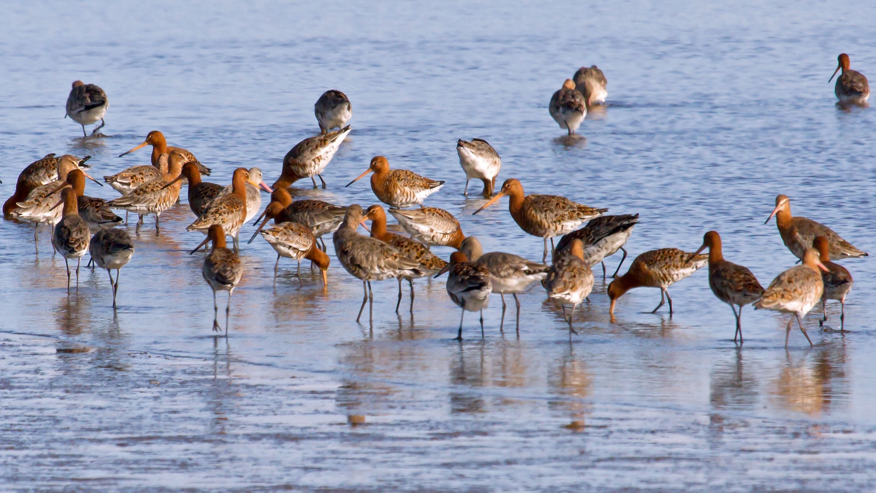 Migrating black-tailed-godwits feeding on the Bann at Portstewart Strand, County Londonderry