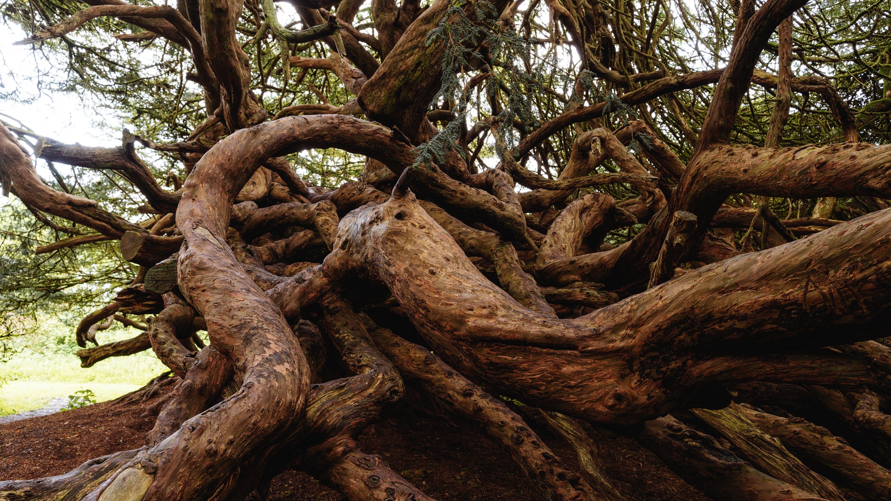The trees in the area surrounding Crom Campsite, Northern Ireland