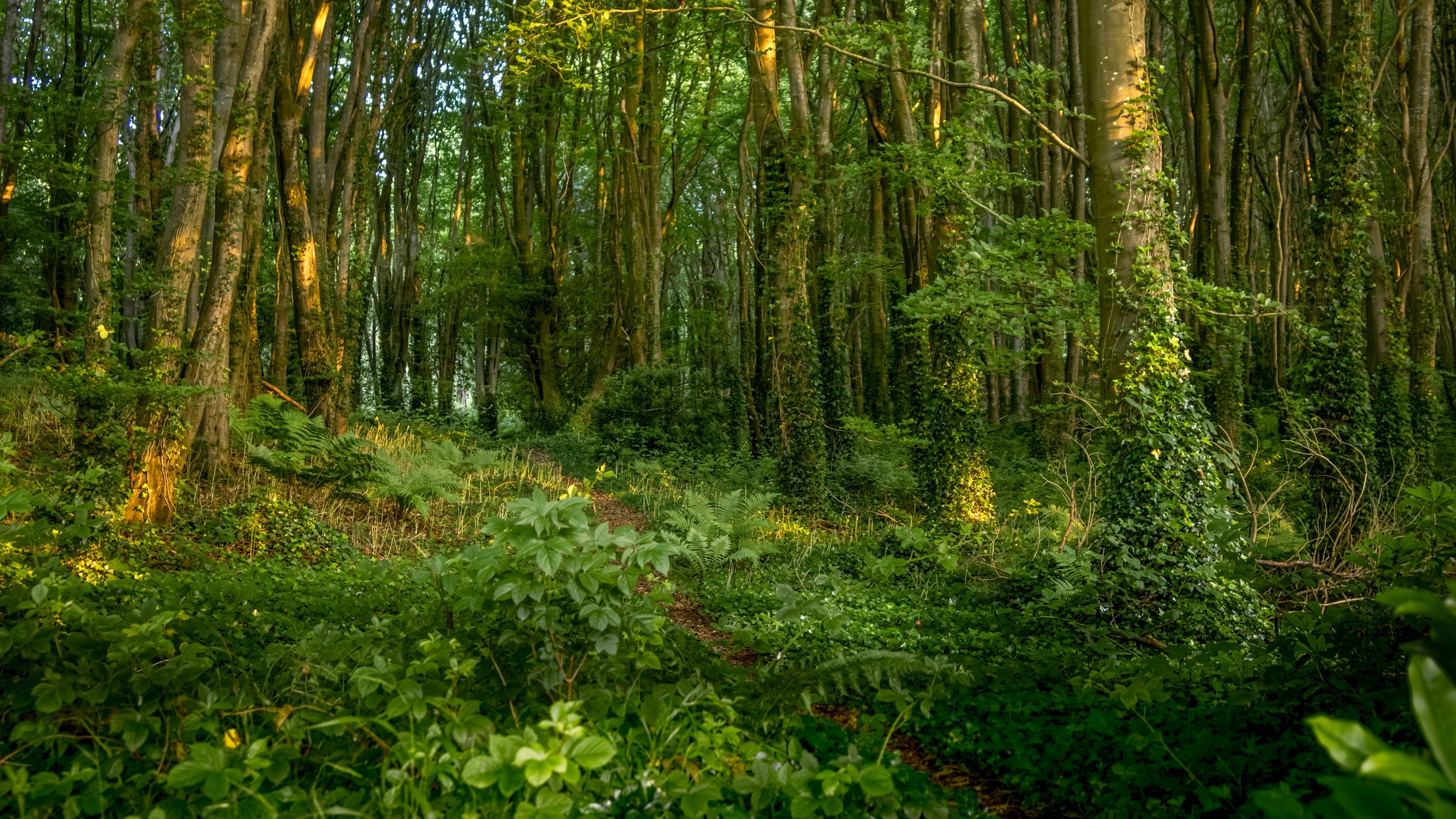 The area surrounding Downpatrick Gate Lodge, County Down