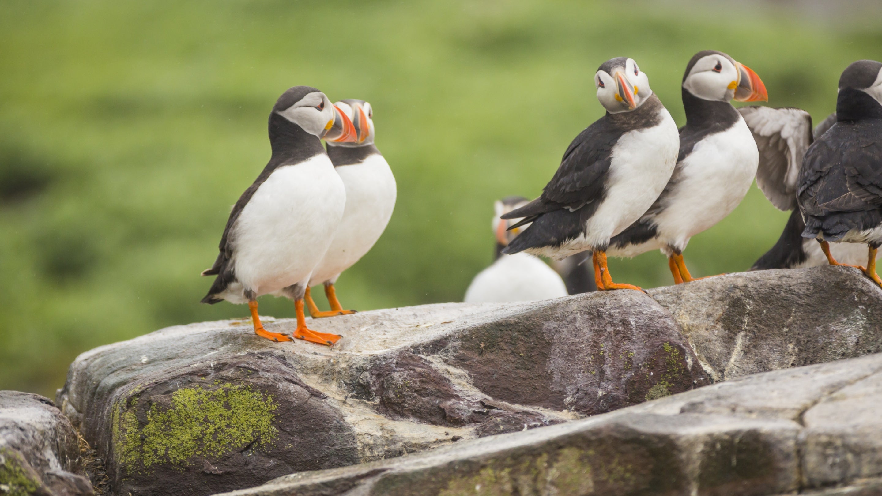 Puffins on the Farne Islands, Northumberland