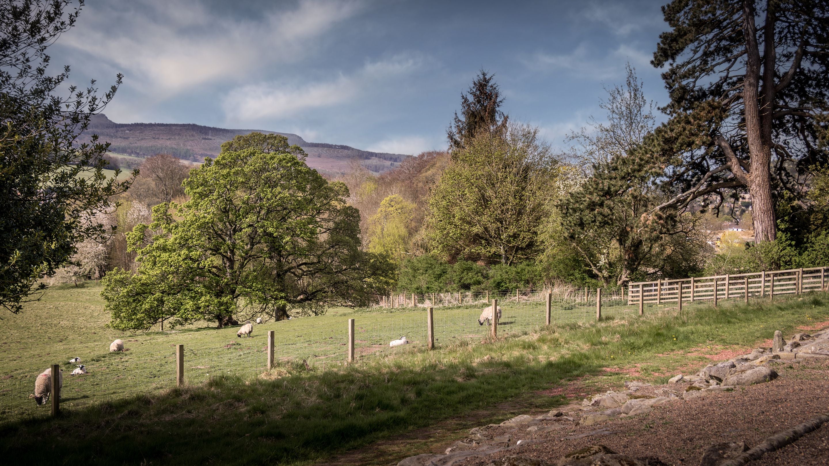 Sheep grazing on the Cragside estate, Northumberland