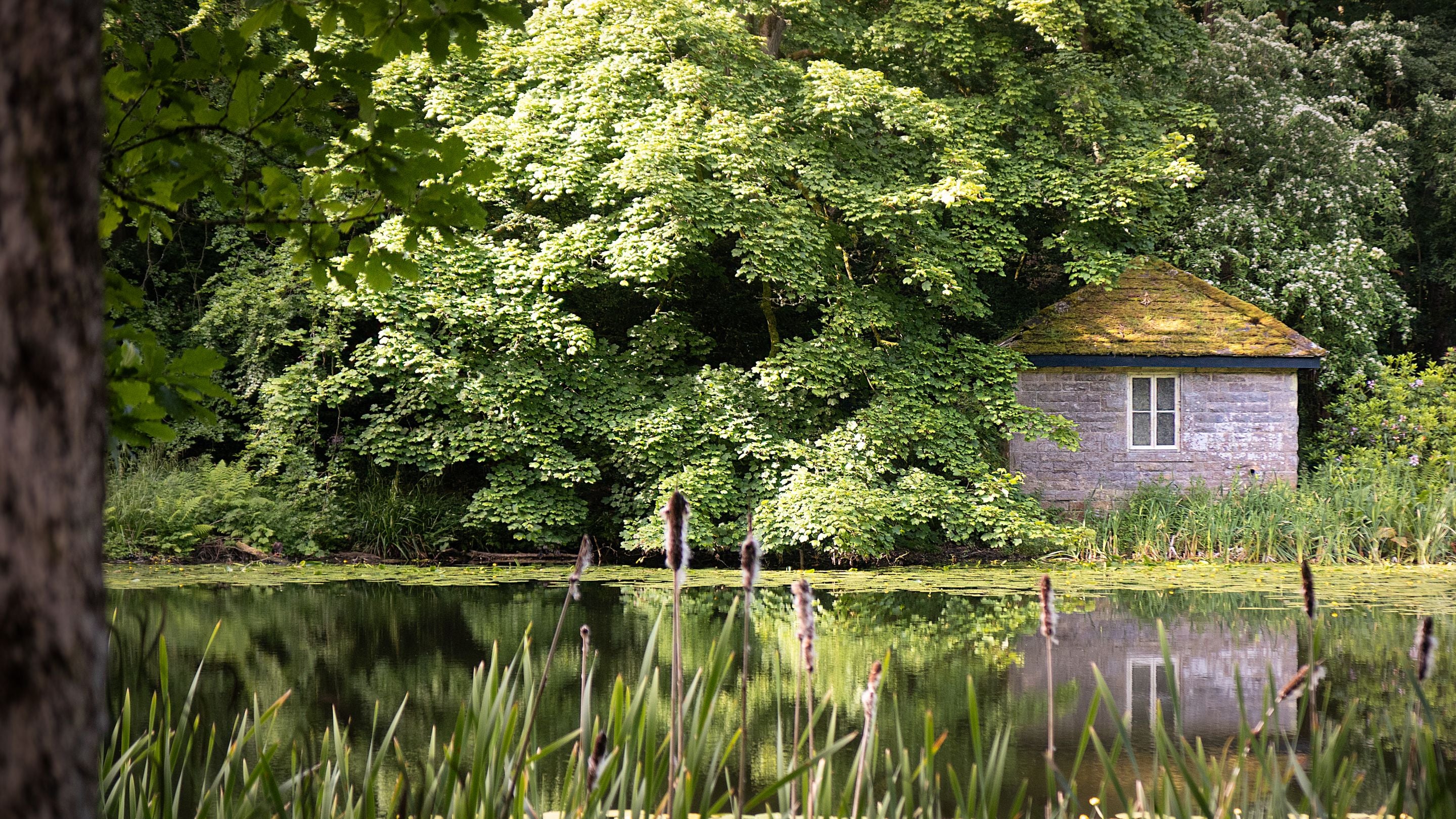 A pond on the Wallington estate, Northumberland