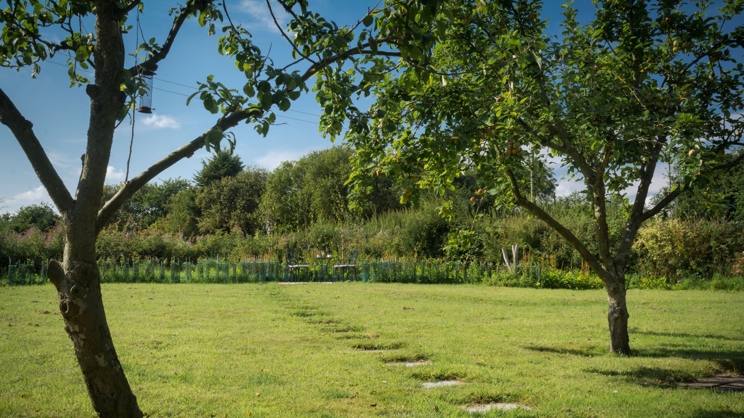 The garden, with orchard trees and lawn, at Whitegates Cottage, Lincolnshire