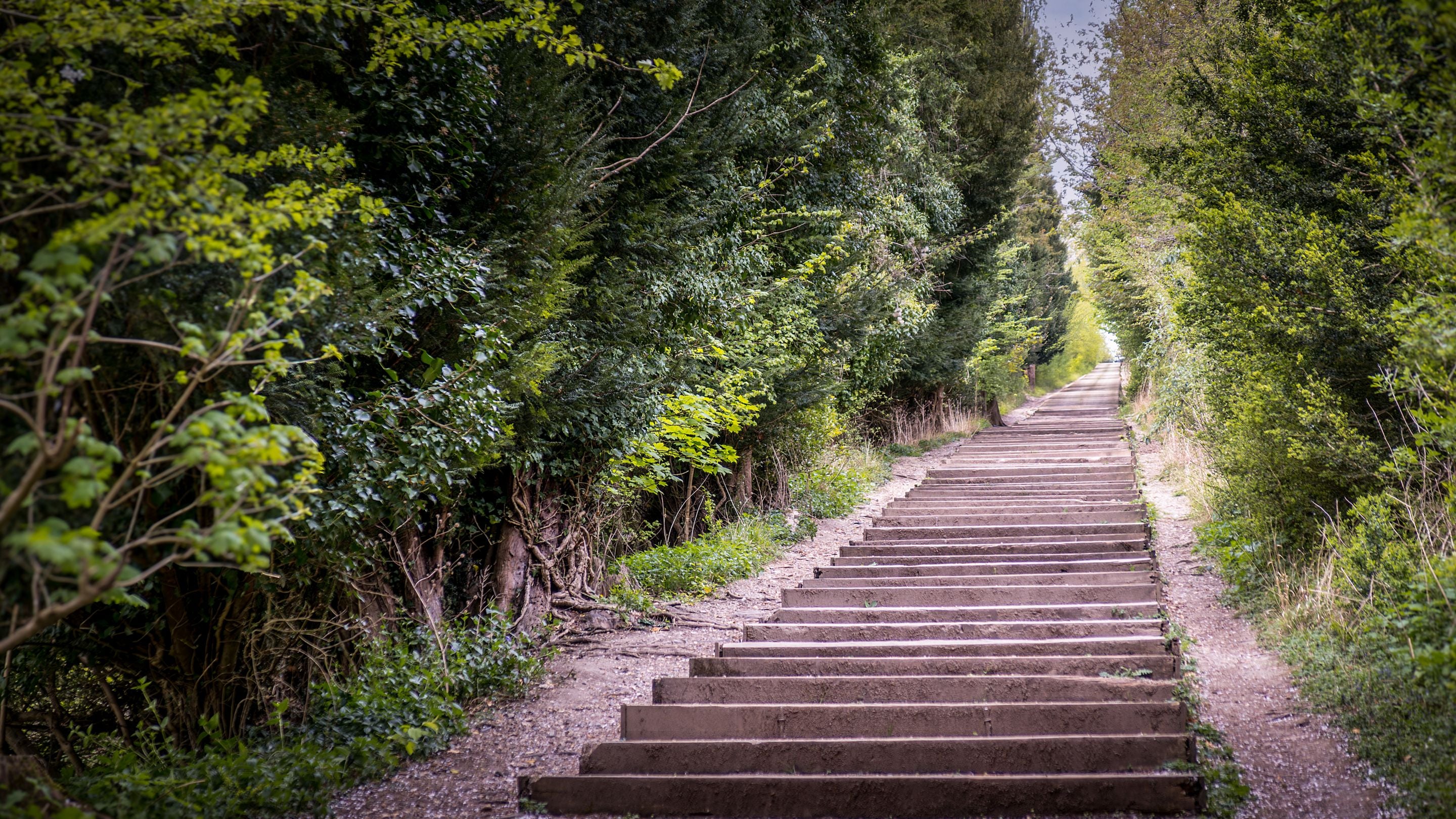 A long stretch of steps leading up to the main Cliveden Estate, near Cliveden New Cottage and Ferry Cottage, Berkshire