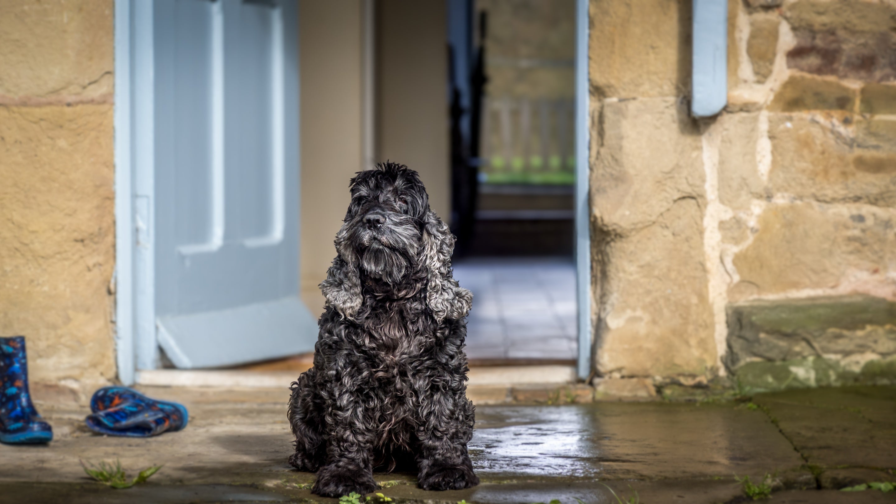 A dog in the garden at 4 Stable Yard Cottage, Derbyshire