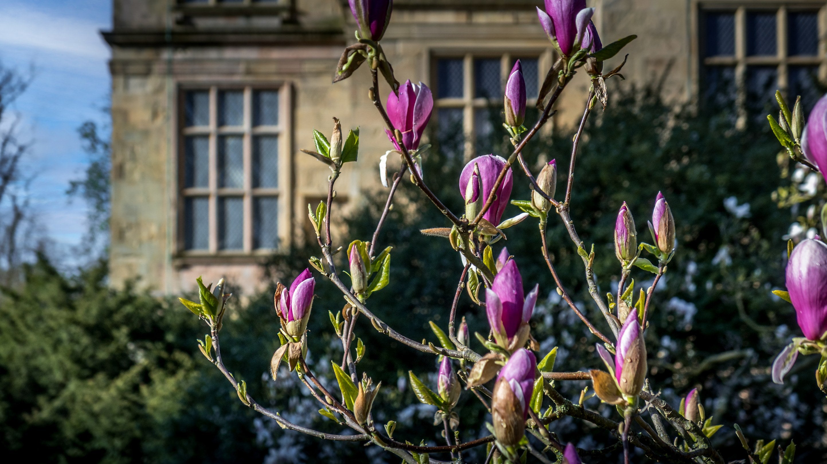 Pink magnolia blossom on the South Lawn at Hardwick, Derbyshire