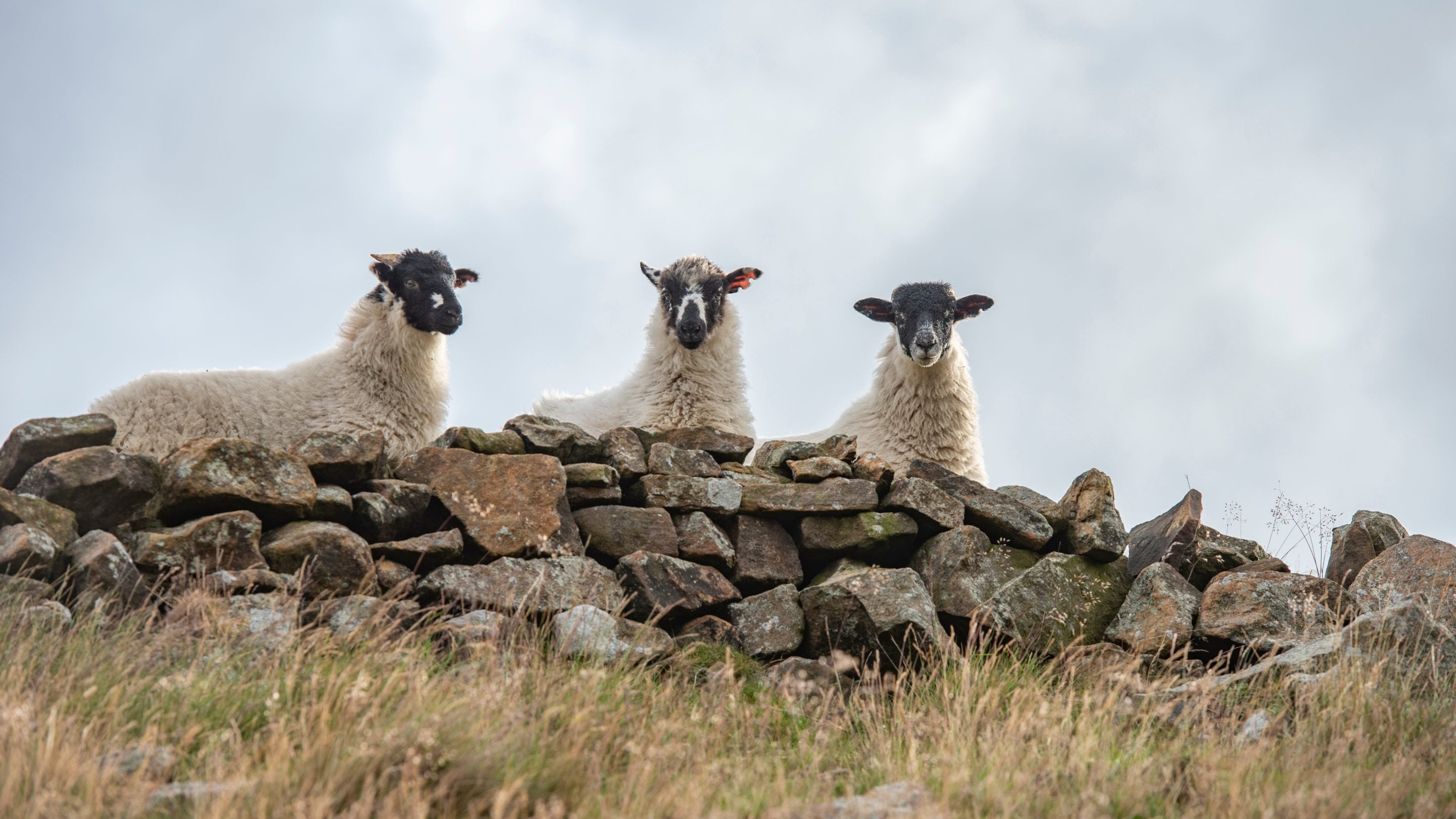 Sheep in the area surrounding Upper Booth Farm Campsite, Derbyshire