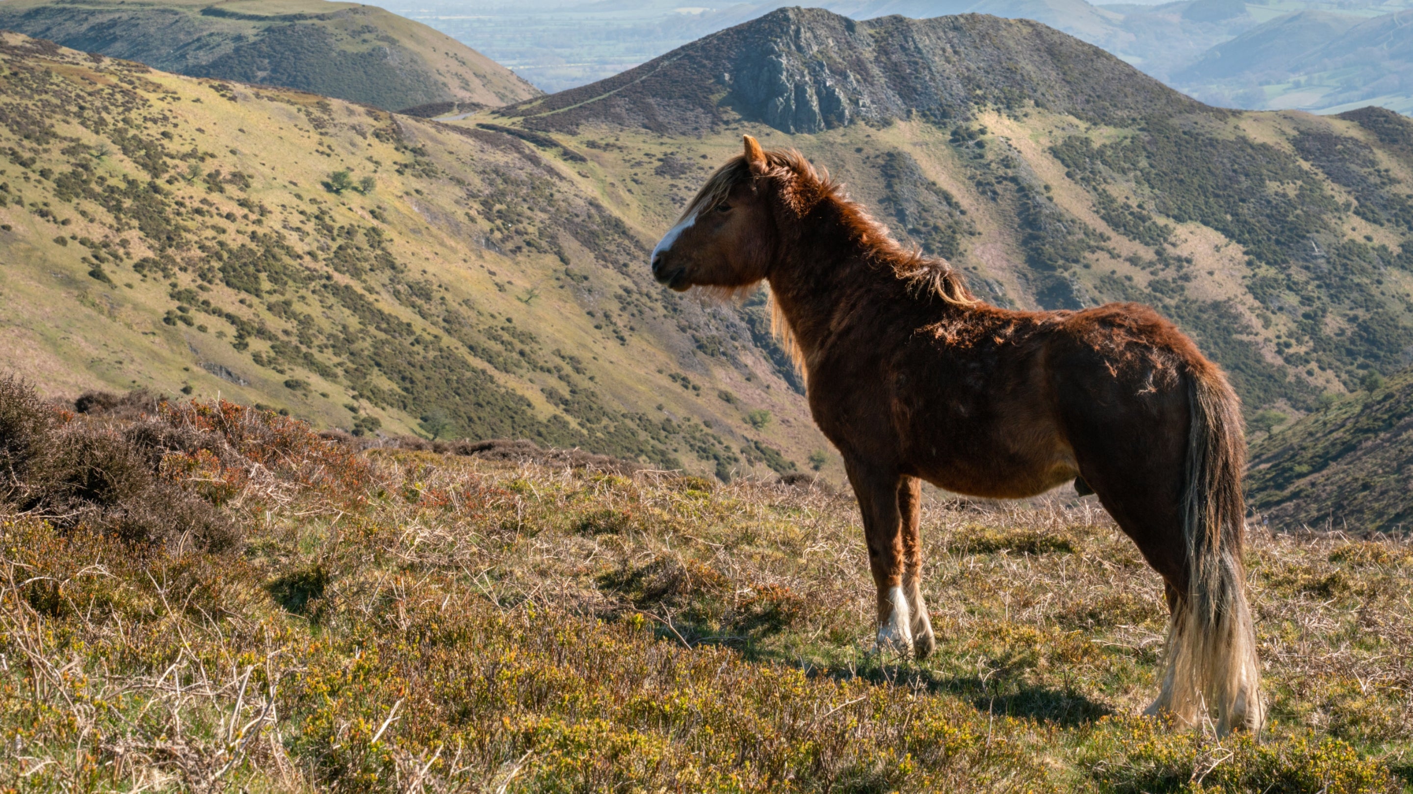 A pony at Carding Mill Valley on the Long Mynd in Shropshire