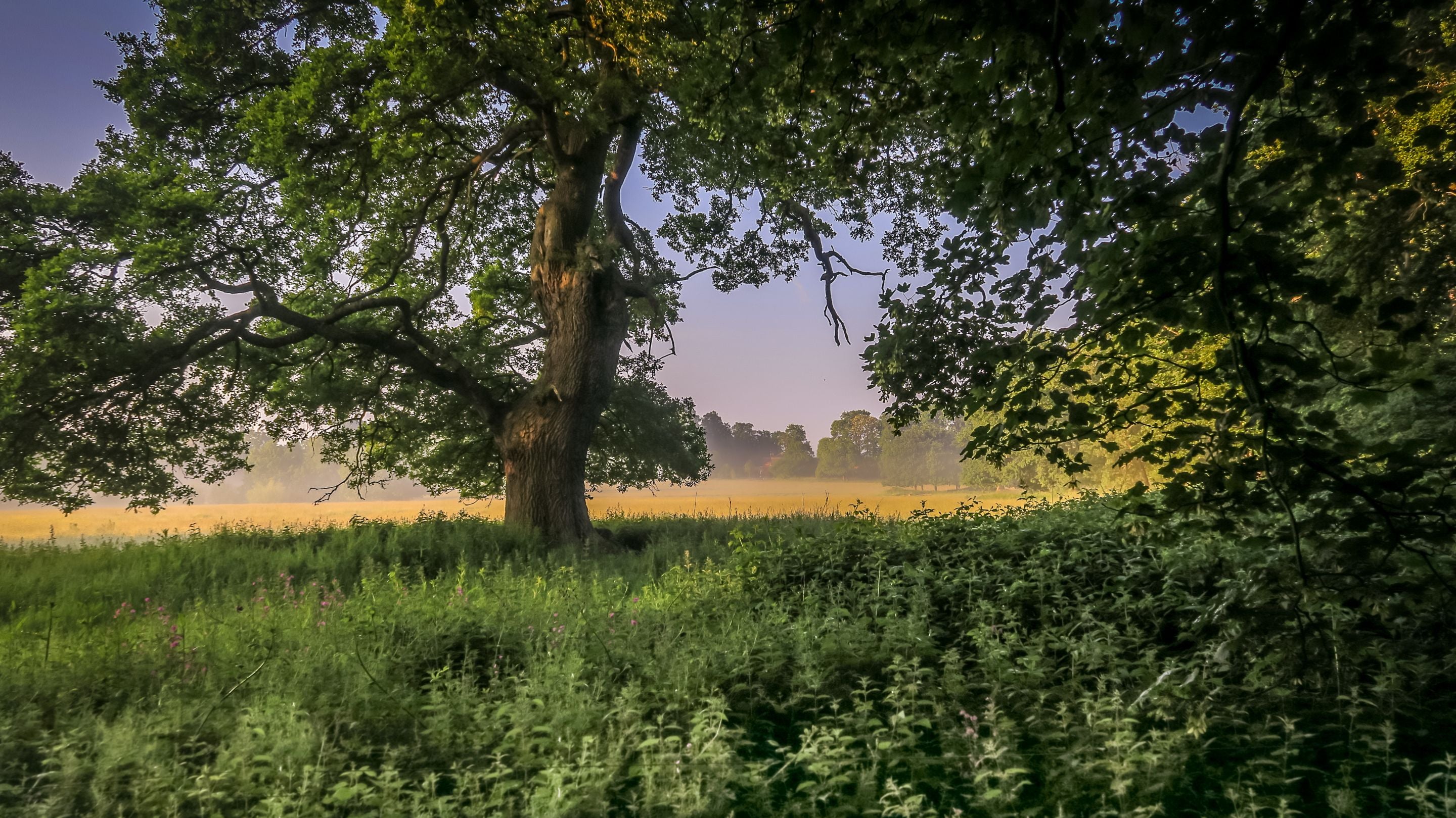 Fields in the area surrounding the barns - Tern, Wharf, Canal, Severn and Forge - on the Attingham Park estate, Shropshire