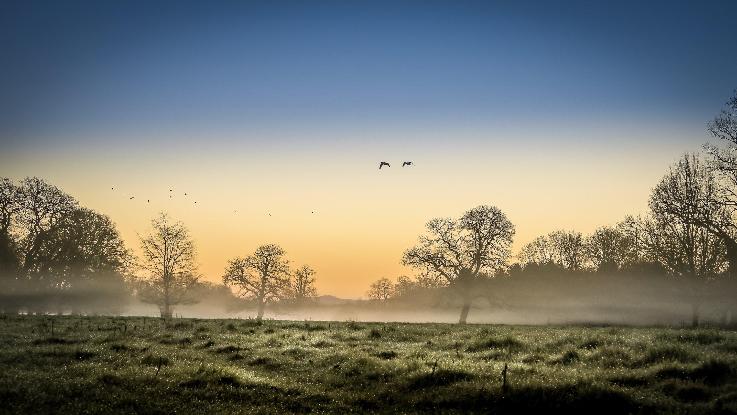 Trees on the grassy parkland at Attingham park on a misty winter morning, Shropshire