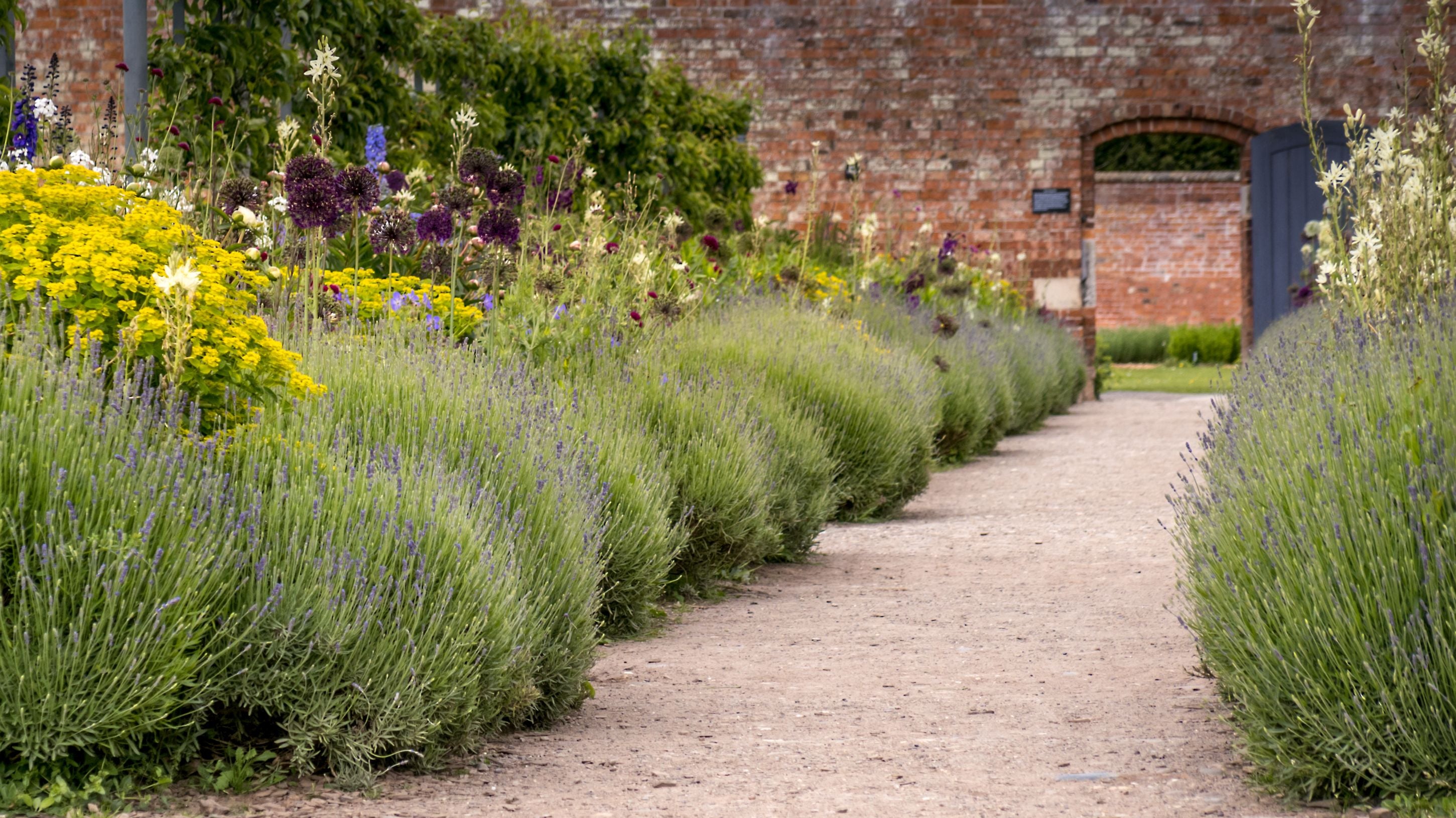 A path through the plants in the walled garden on the Attingham estate, Shropshire