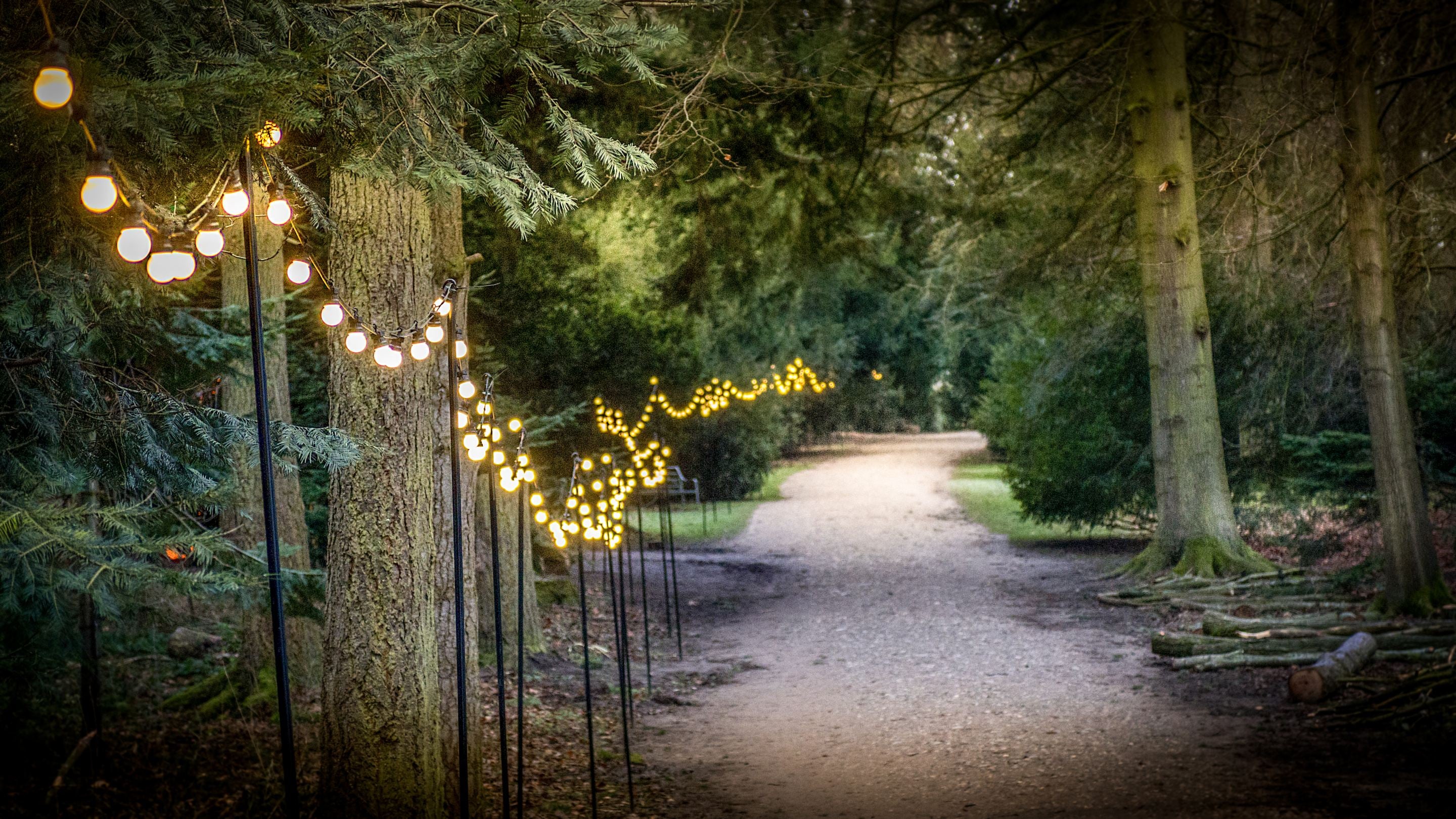 A woodland path dotted with fairy lights at Attingham Park, Shropshire