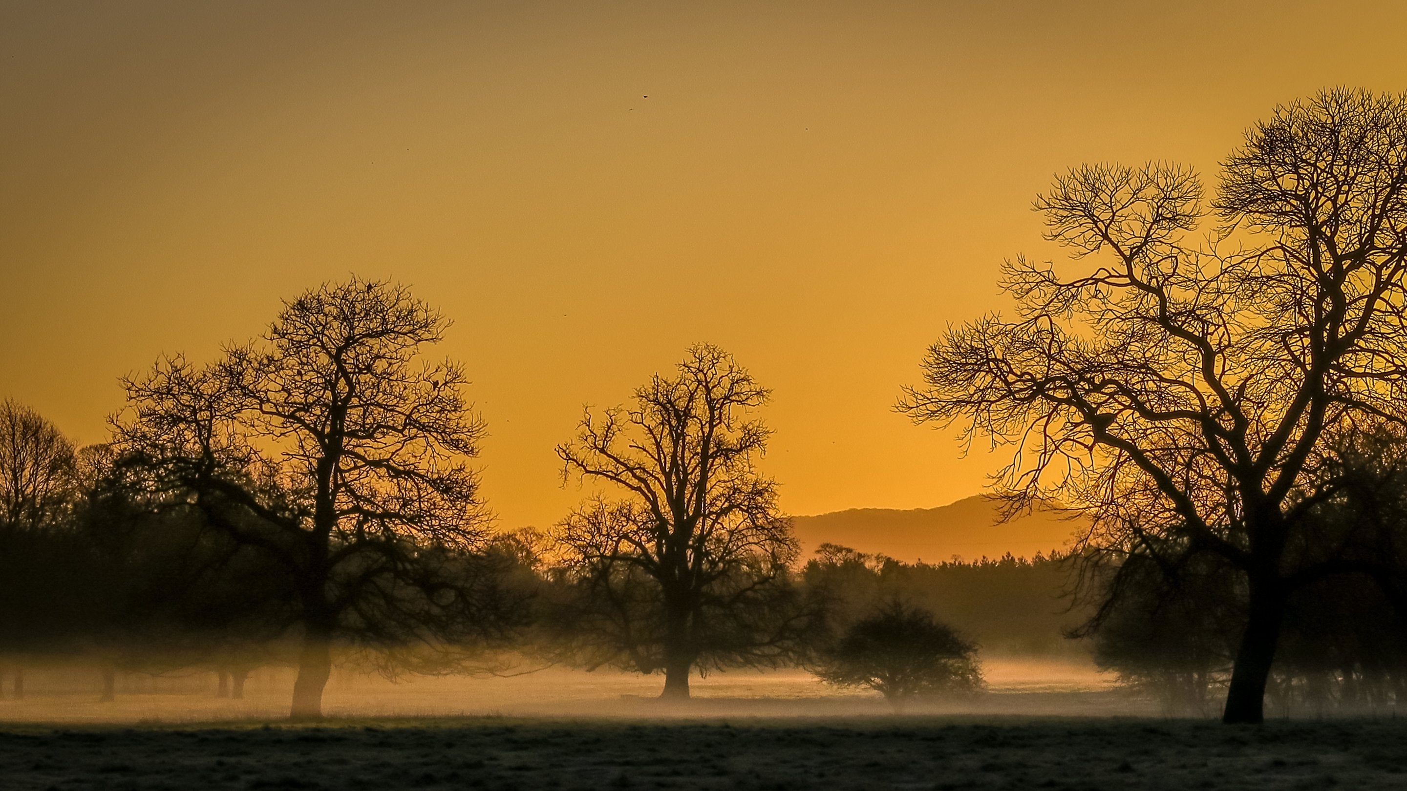The parkland at Attingham Park on a misty winter morning, Shropshire