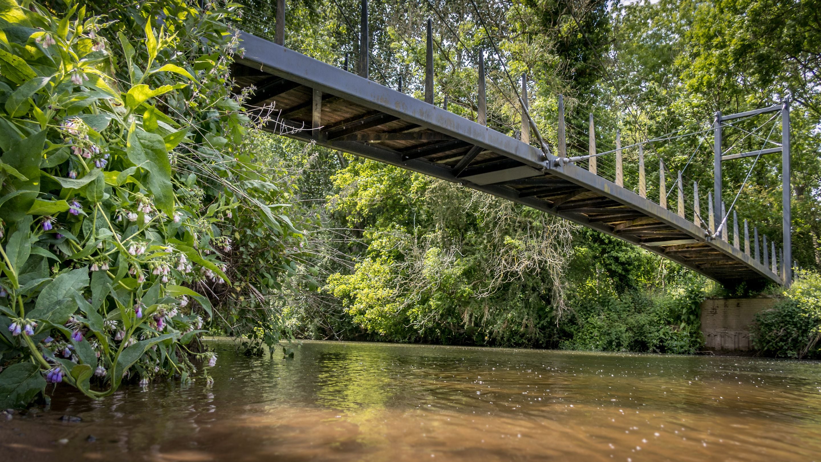 The suspension bridge crossing the River Tern on the woodland walk at Attingham Park, Shropshire