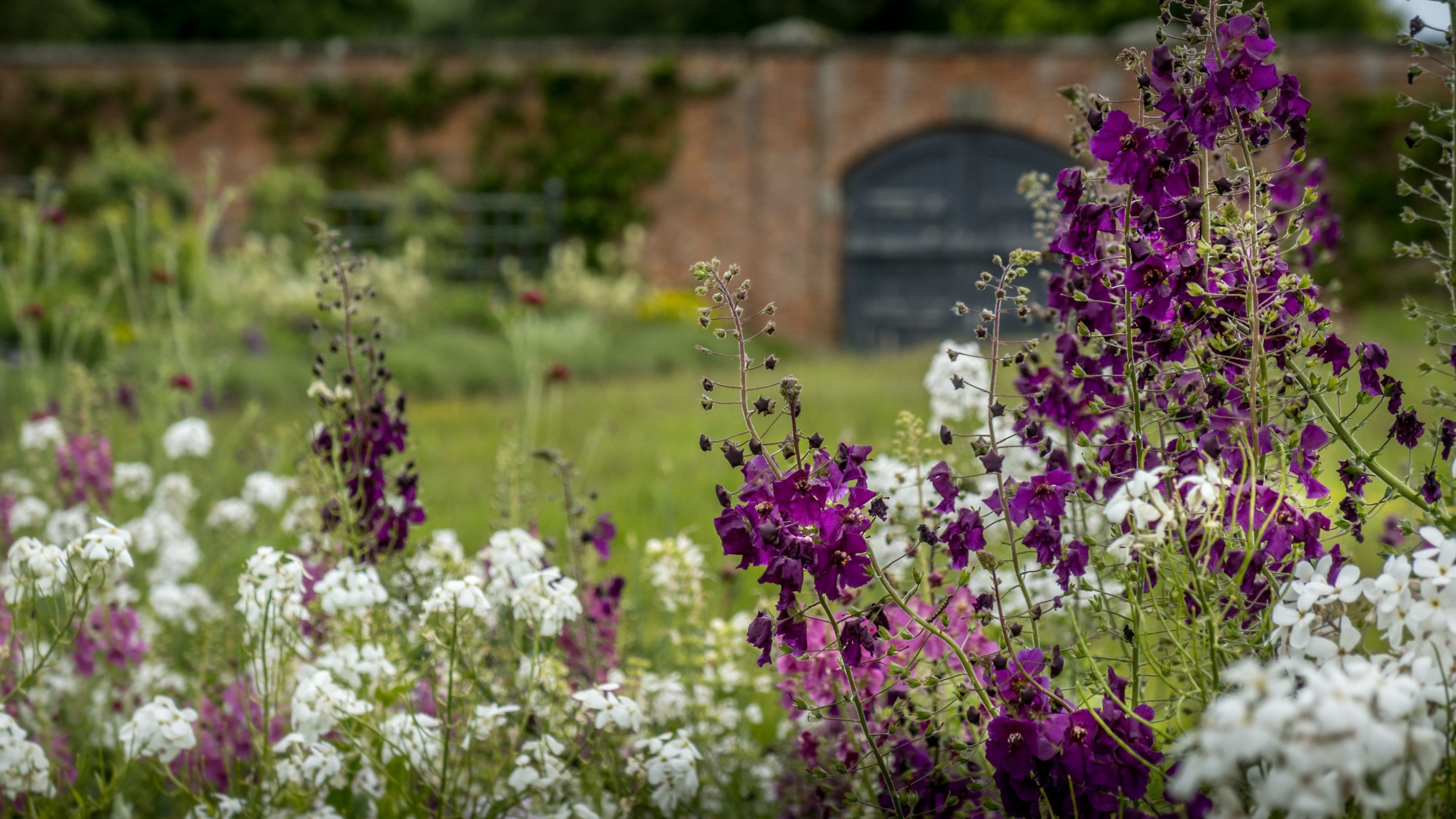 Flowers in the walled garden at Attingham Park in summer, Shropshire