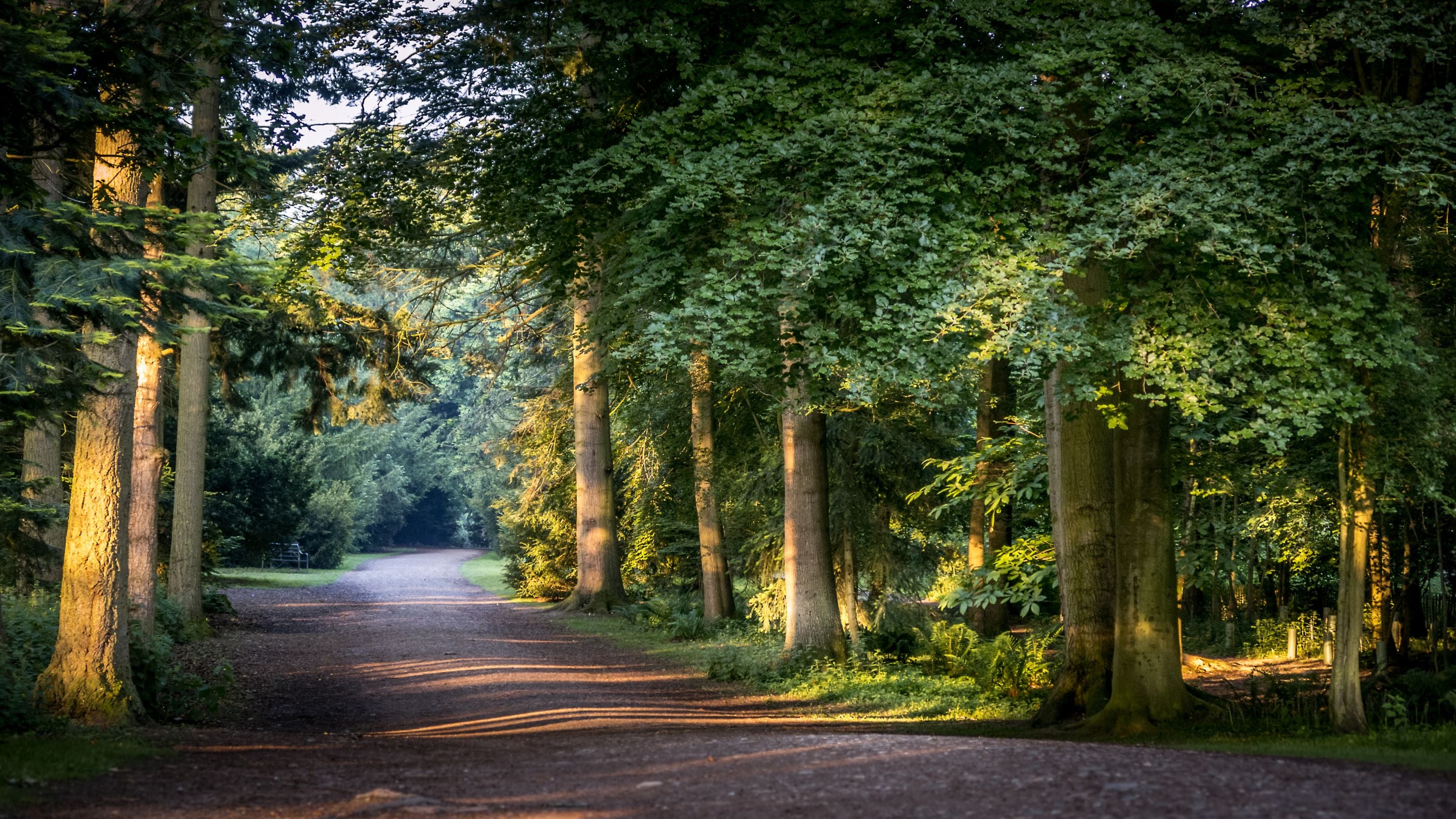 Woodland at Attingham Park, Shropshire
