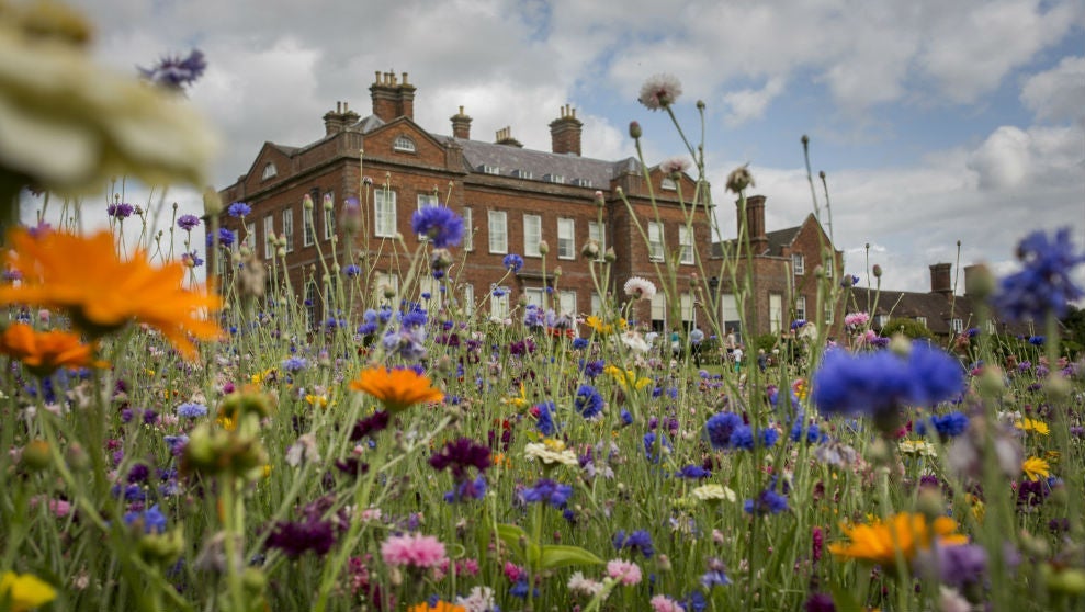 Wildflower meadow at dudmaston estate, Bridgnoth, Shropshire