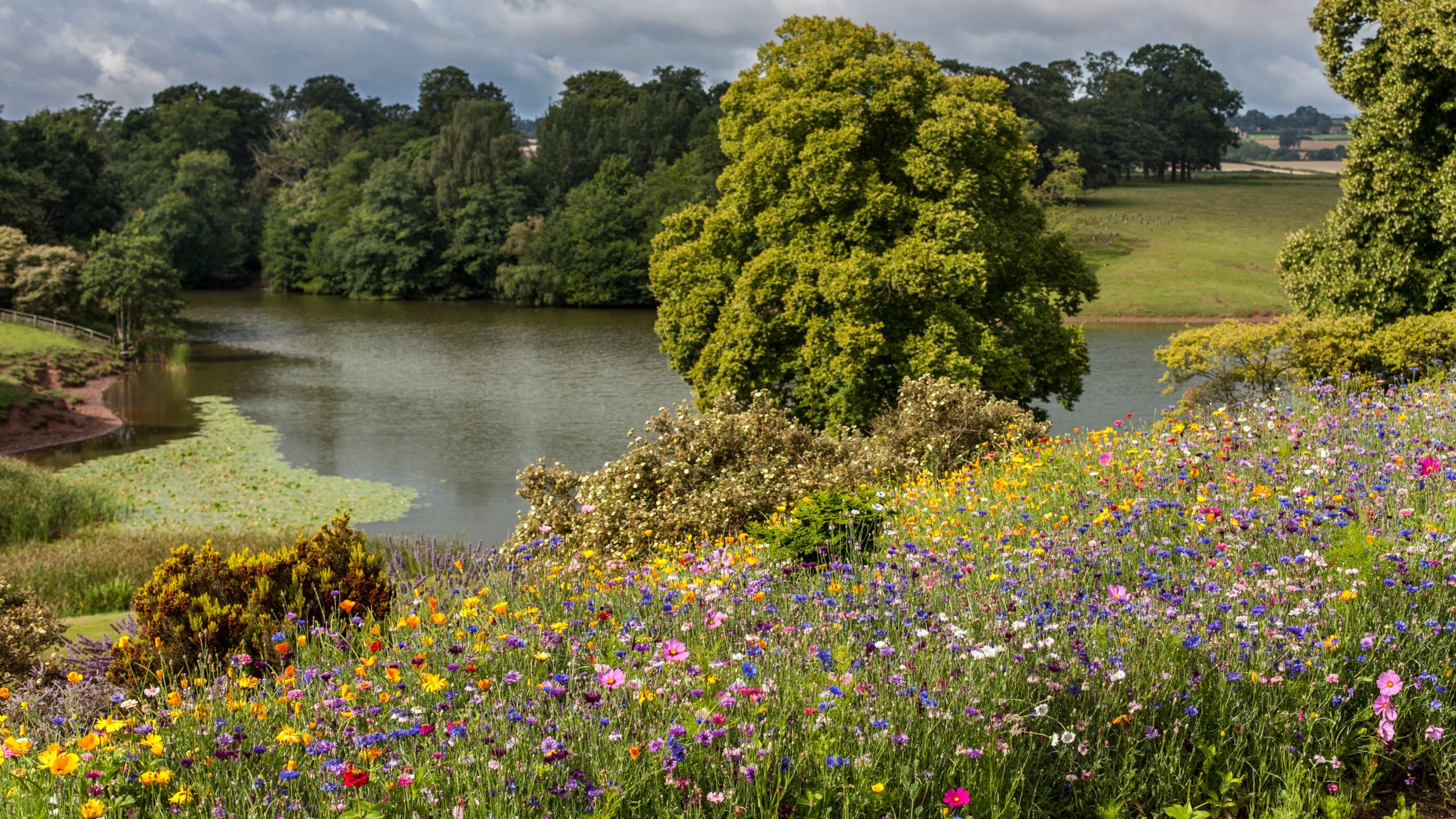Wildflowers and lake at Dudmaston Estate, Shropshire