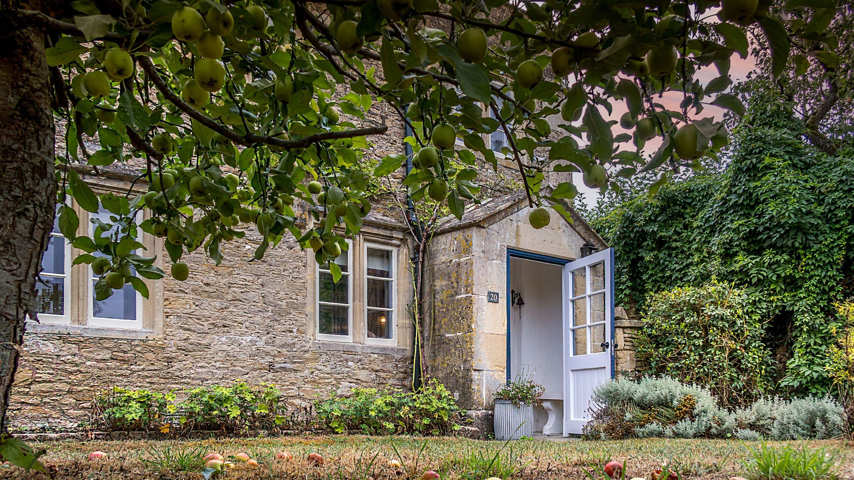 The apple tree and lawn in the front garden of 20 Church Street, Wiltshire